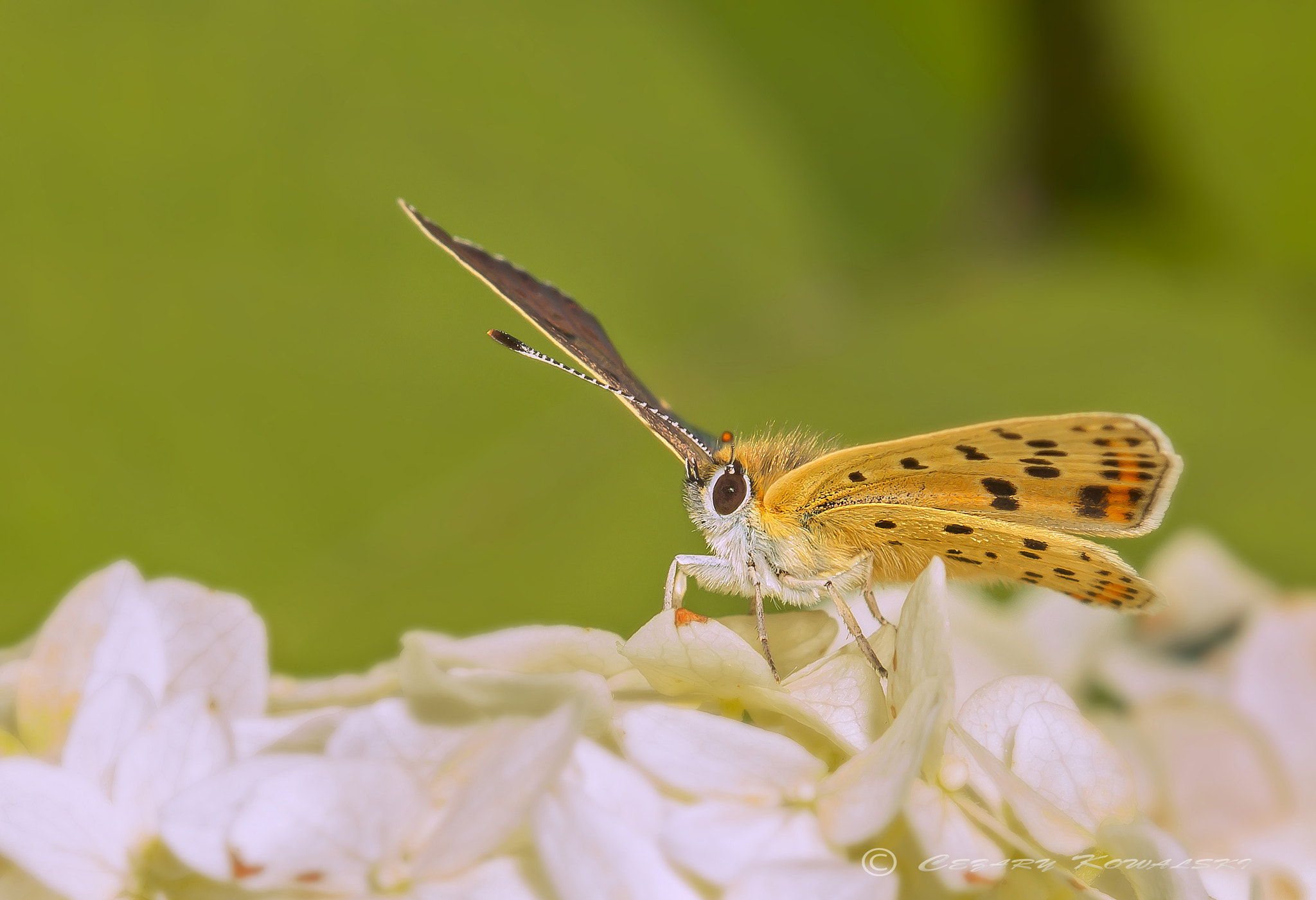 Canon EF 100mm F2.8 Macro USM sample photo. () photography
