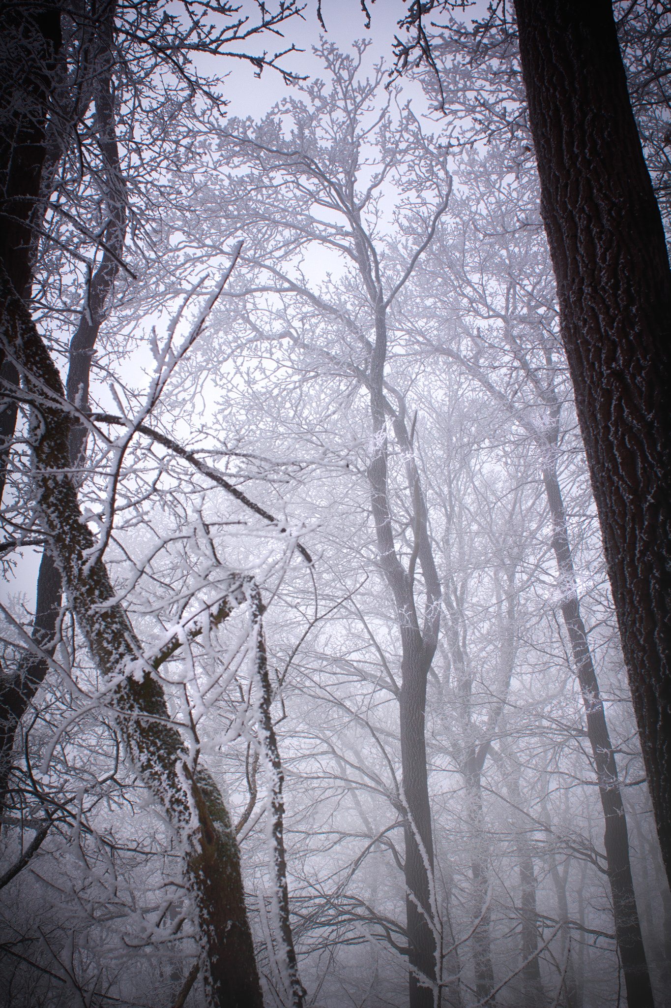 Canon EOS 550D (EOS Rebel T2i / EOS Kiss X4) + Canon EF 28mm F1.8 USM sample photo. Frozen forest | part 3 photography