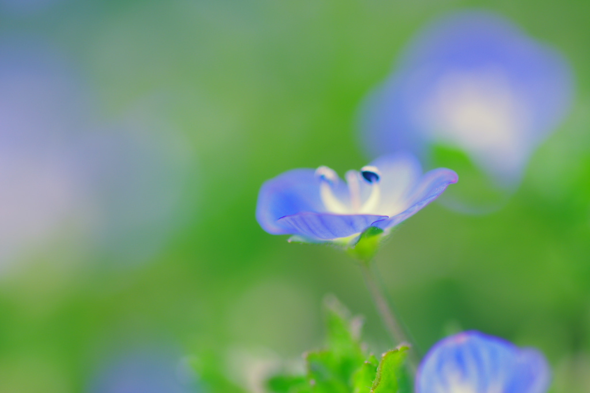 Pentax smc D-FA 100mm F2.8 Macro WR sample photo. Imgp photography