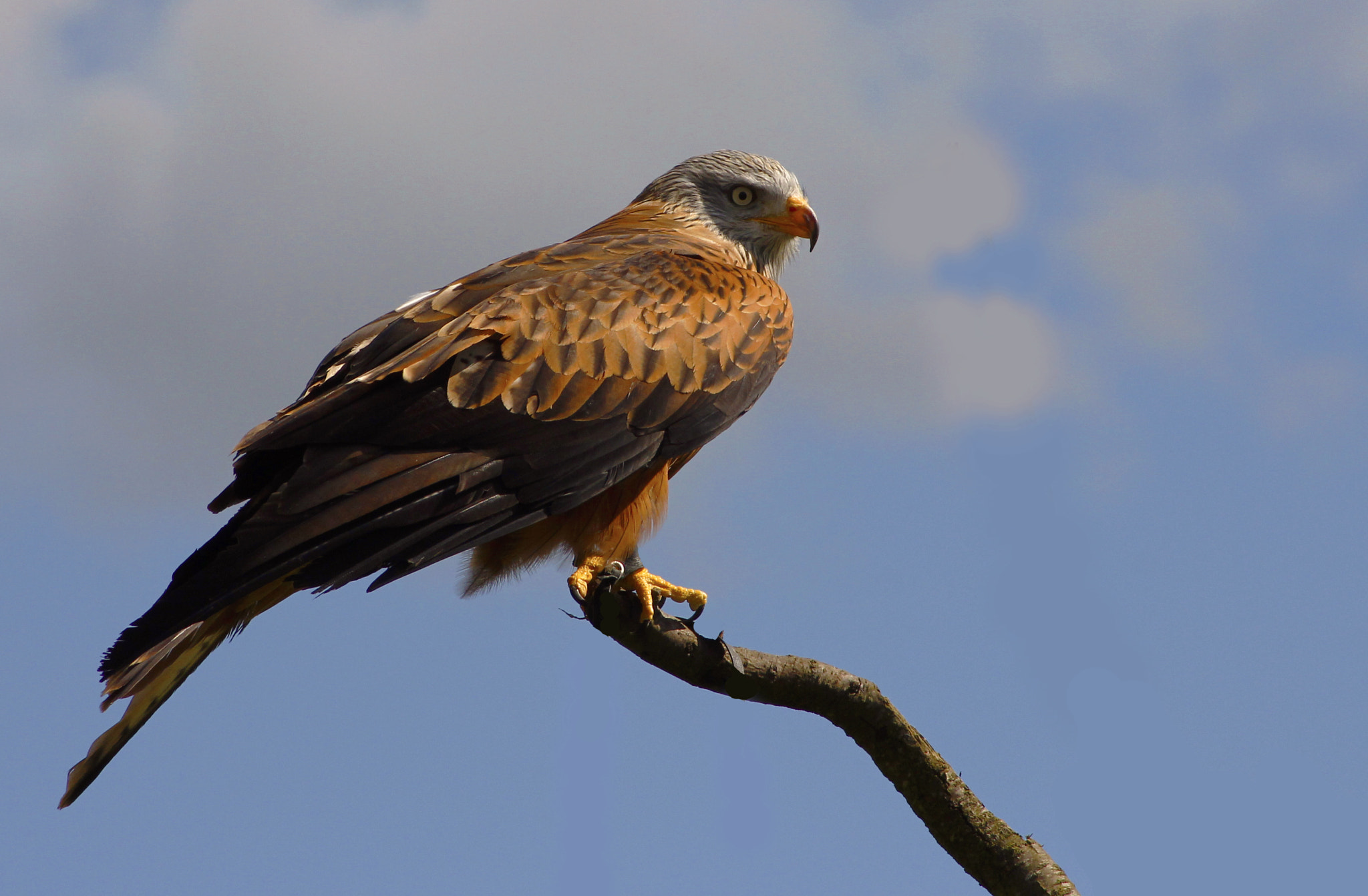 Canon EOS 60D sample photo. Mg photography