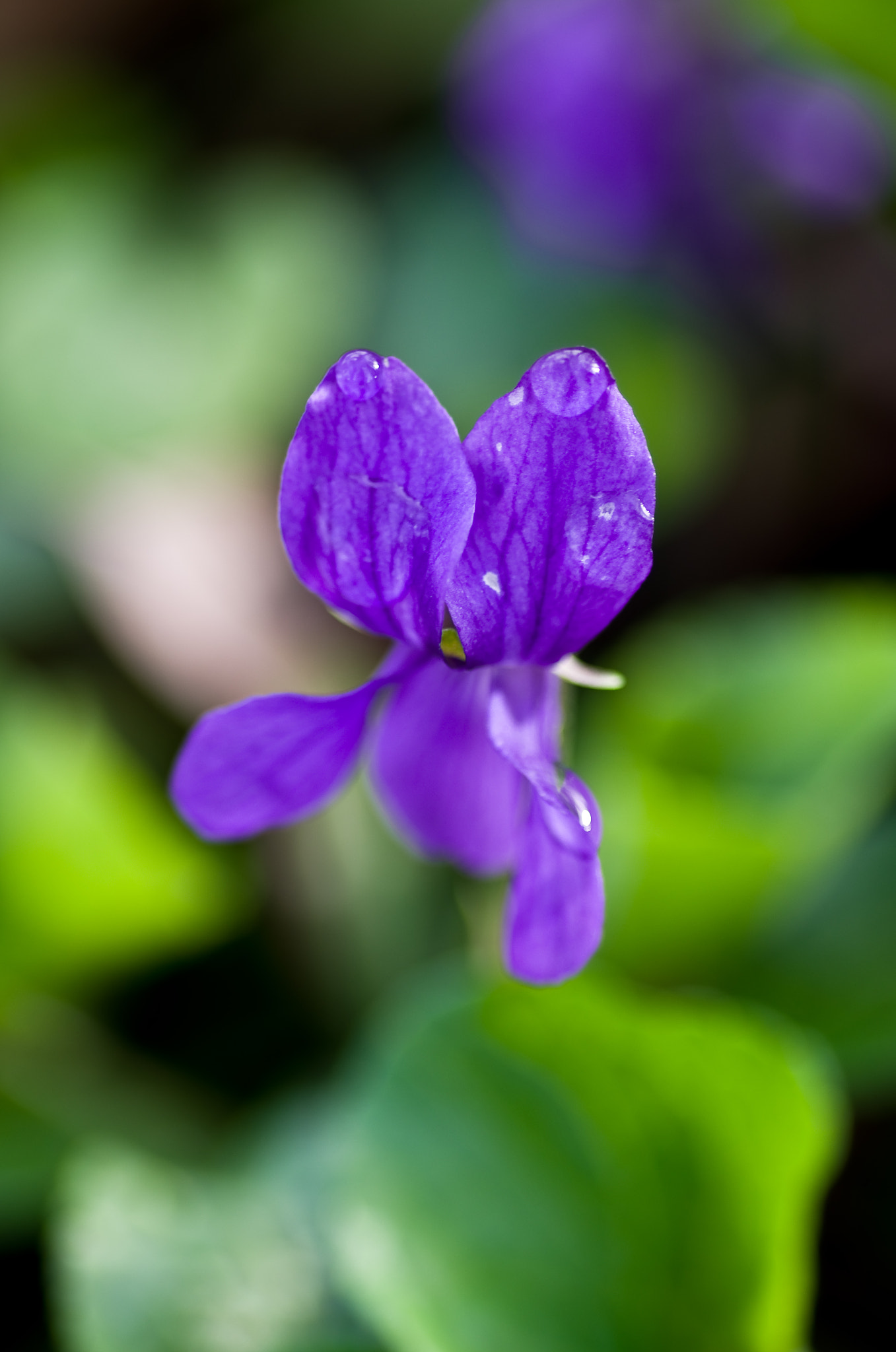 Pentax K-5 + Pentax smc D-FA 100mm F2.8 Macro WR sample photo. La violette (viola) photography