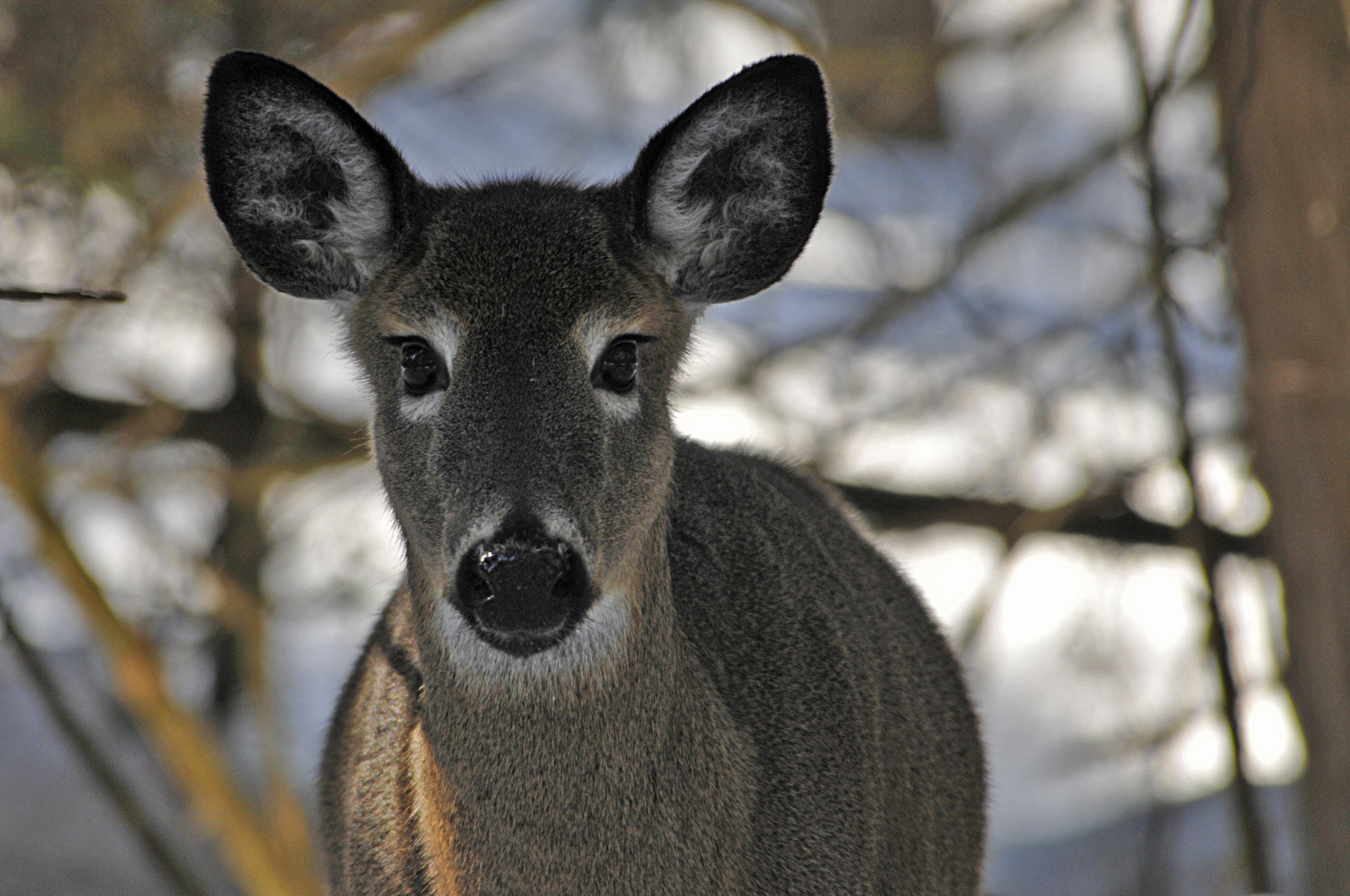 Nikon D300S sample photo. Whitetail deer posing photography