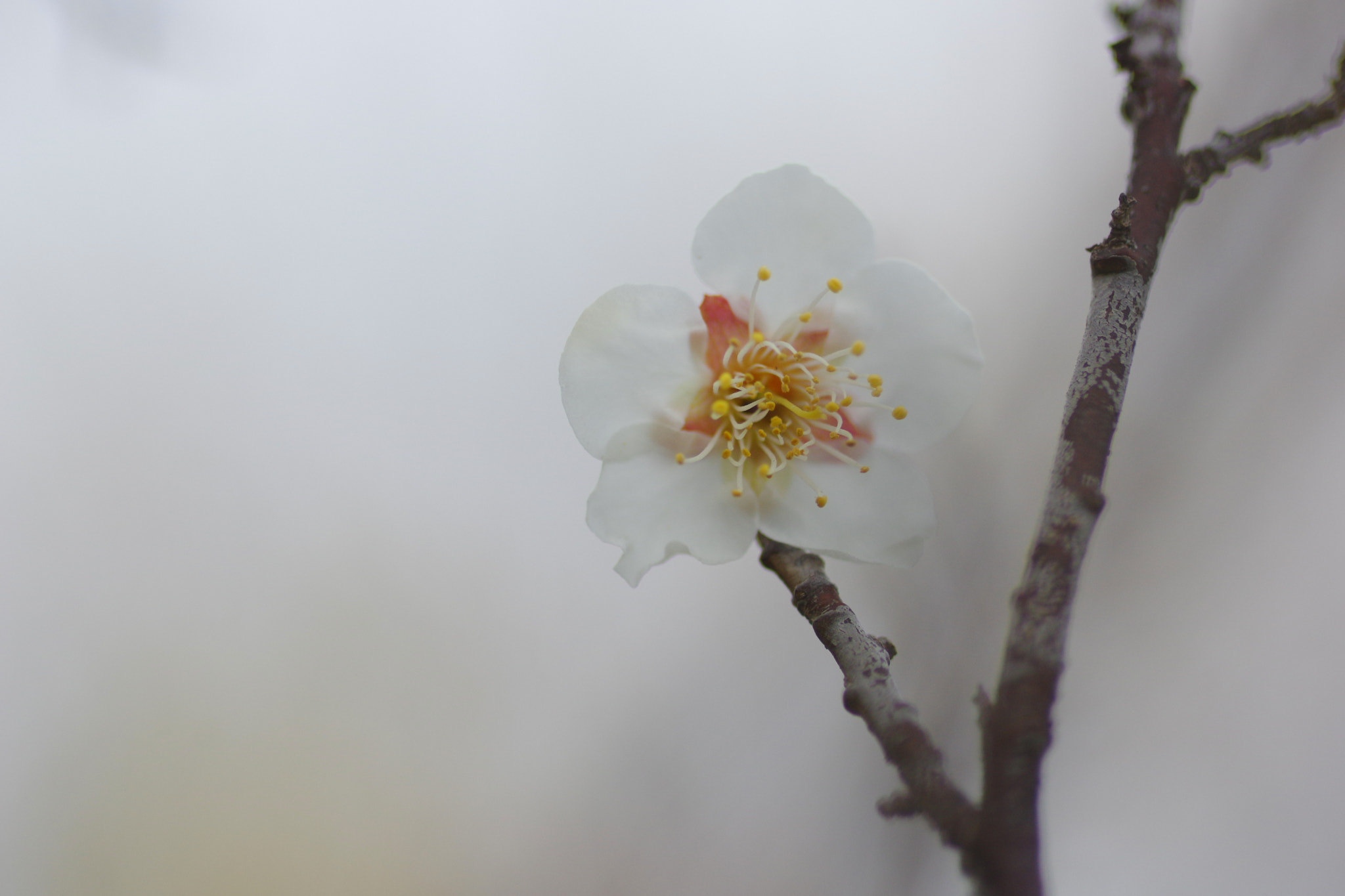 Pentax K-3 + Pentax smc D-FA 100mm F2.8 Macro WR sample photo. Imgp photography