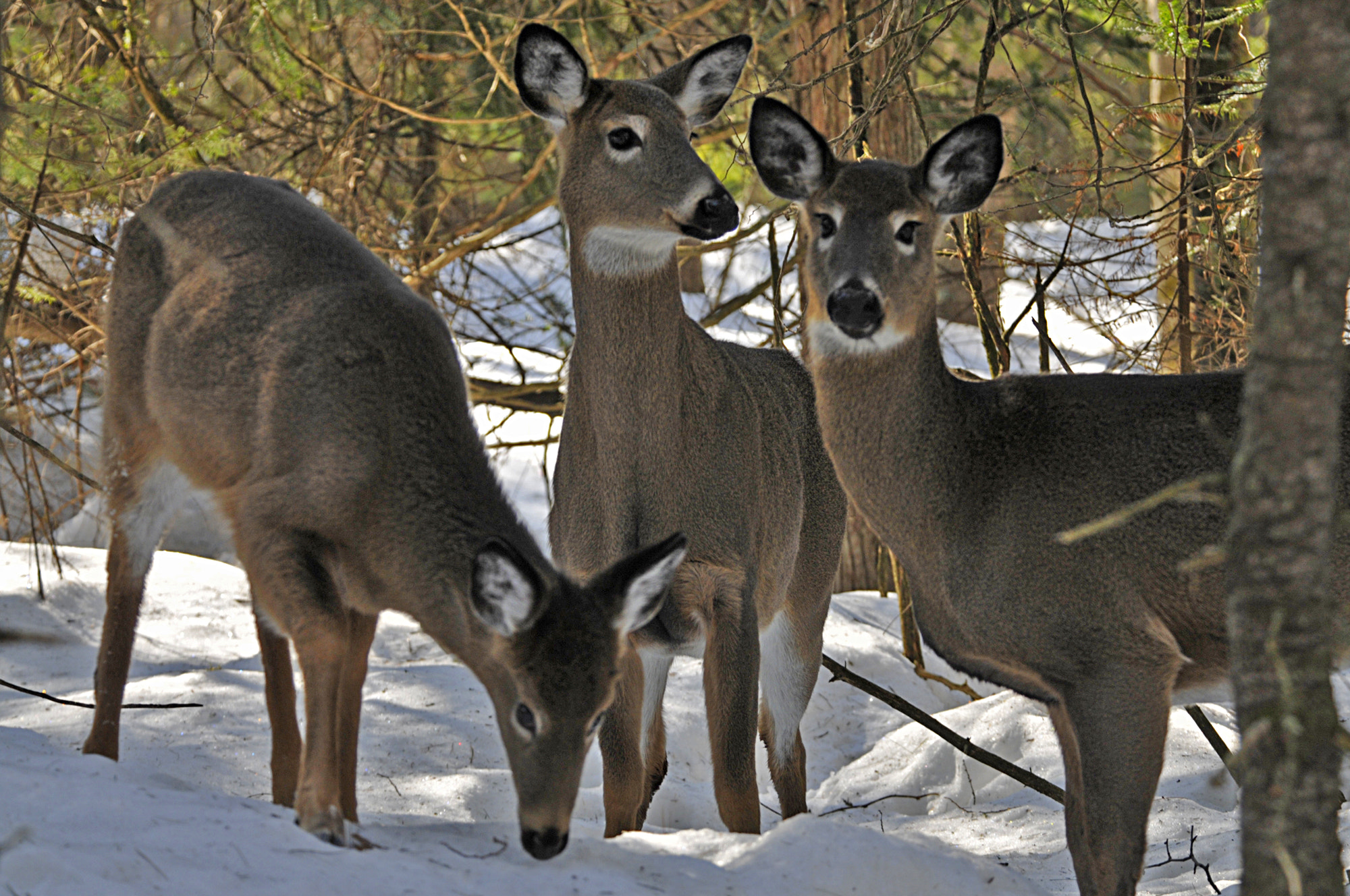 Nikon D300S sample photo. Famille photography