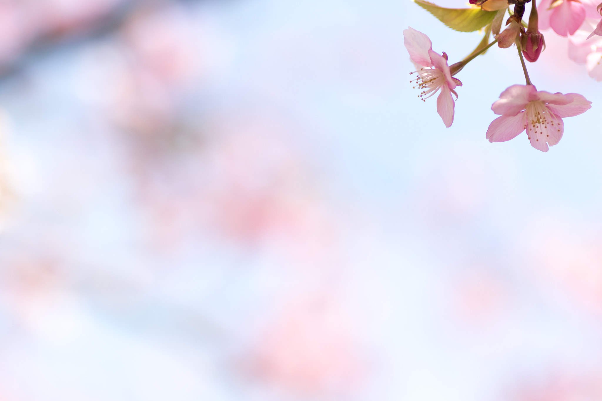 Canon EOS 7D Mark II + Tamron SP AF 90mm F2.8 Di Macro sample photo. 河津桜 photography