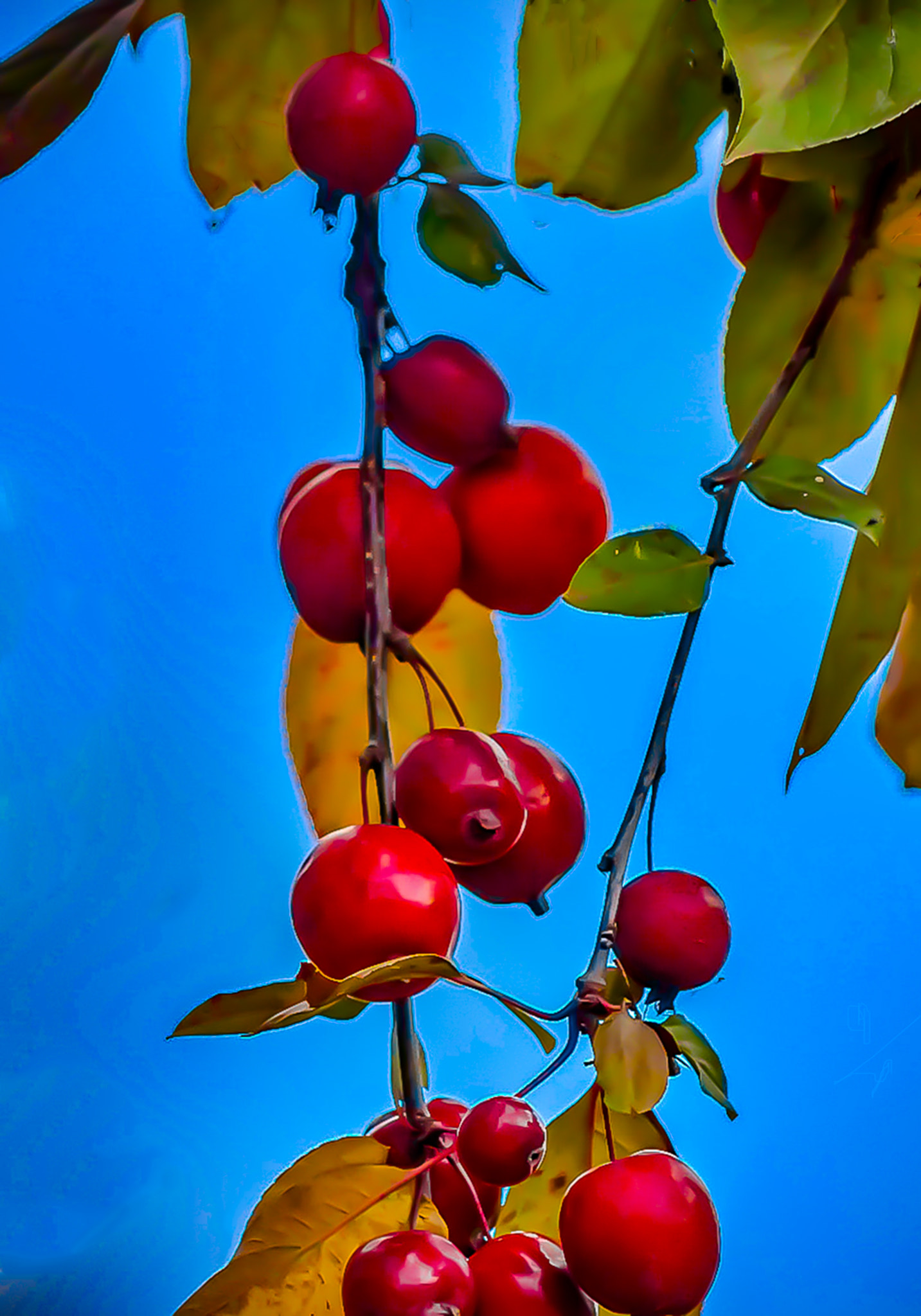 Canon EF 75-300mm f/4-5.6 USM sample photo. Berries photography