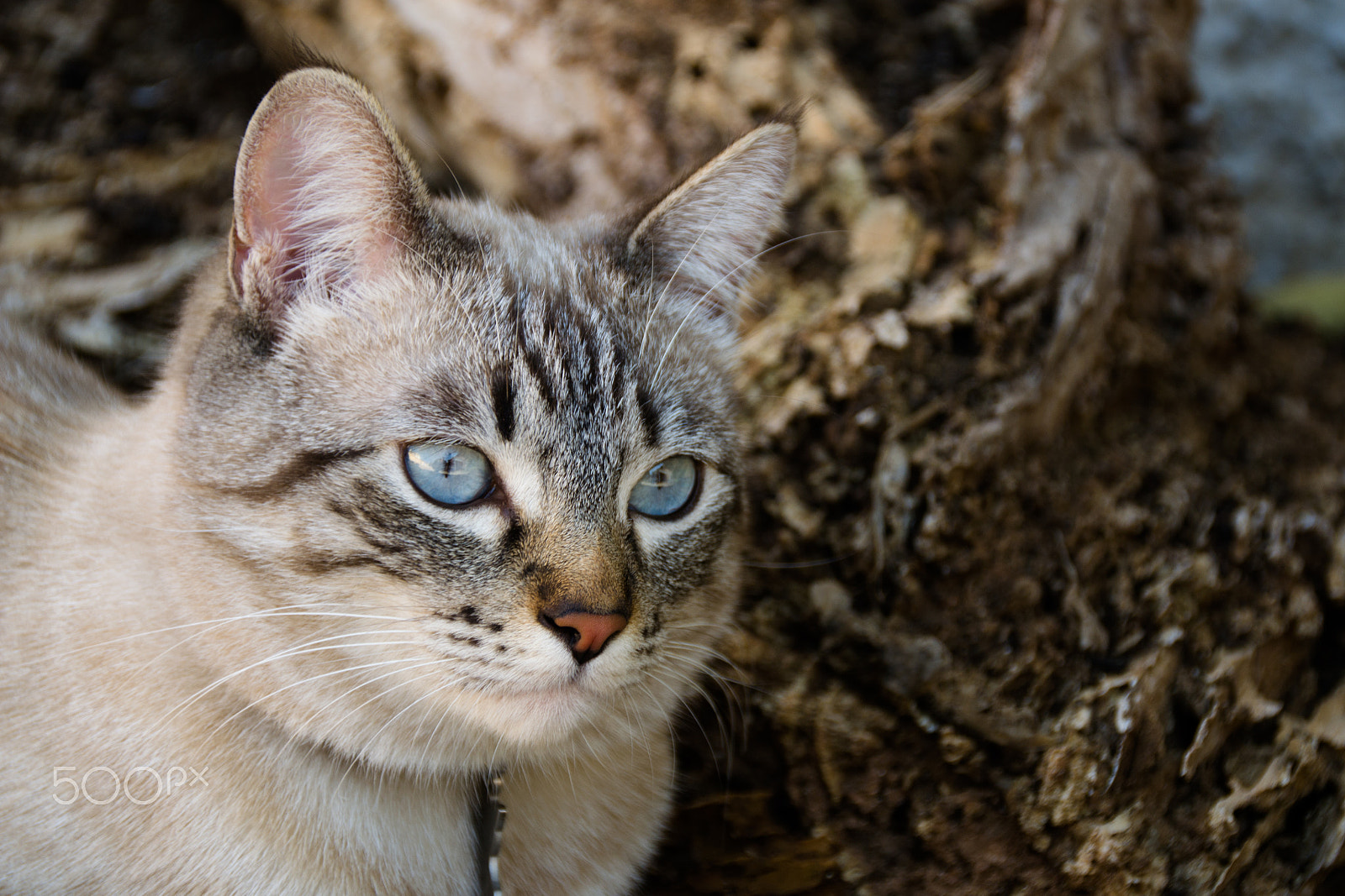 Sigma 18-200mm F3.5-6.3 II DC OS HSM sample photo. Jack photography