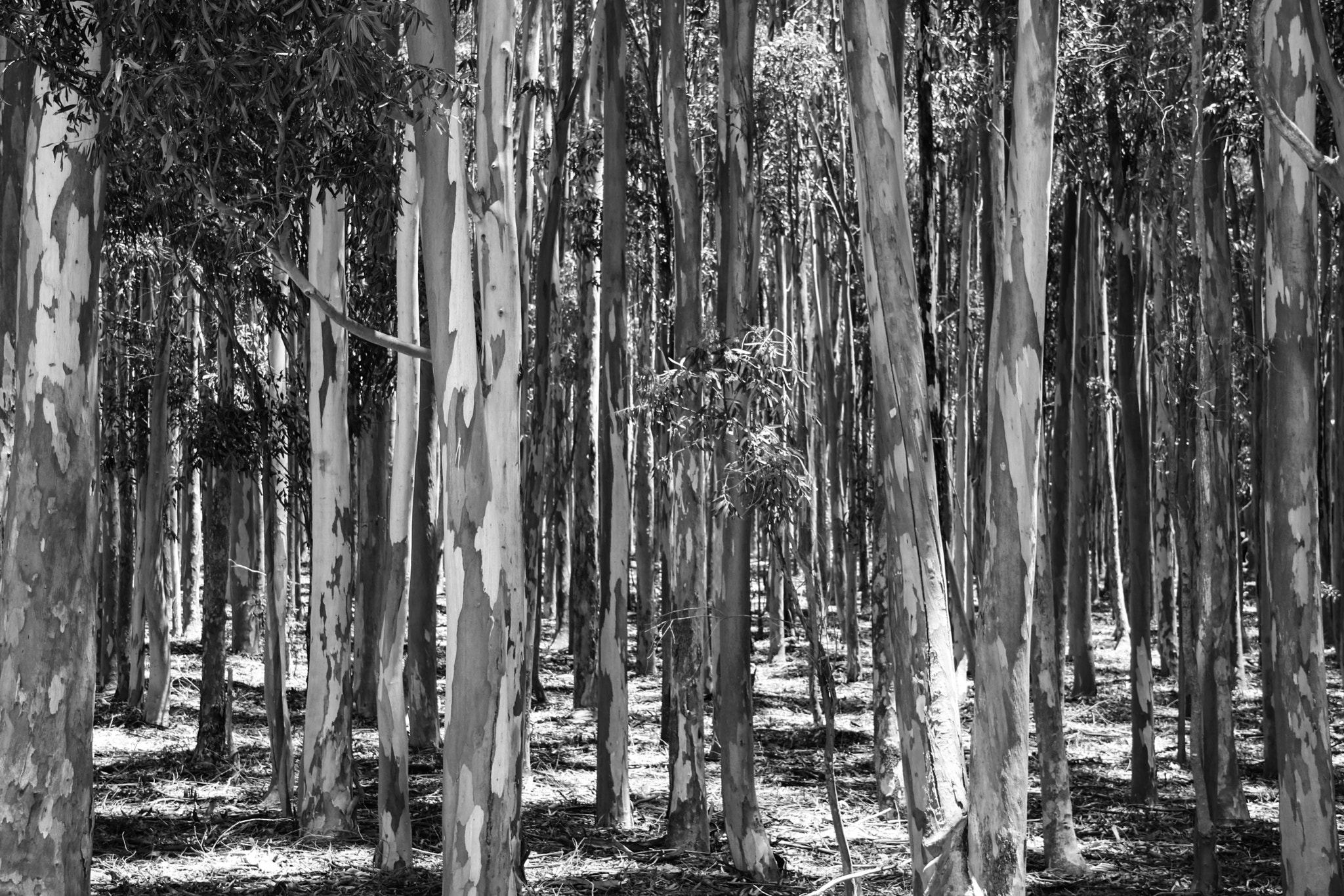 Canon EOS 750D (EOS Rebel T6i / EOS Kiss X8i) sample photo. Filtered sun photography