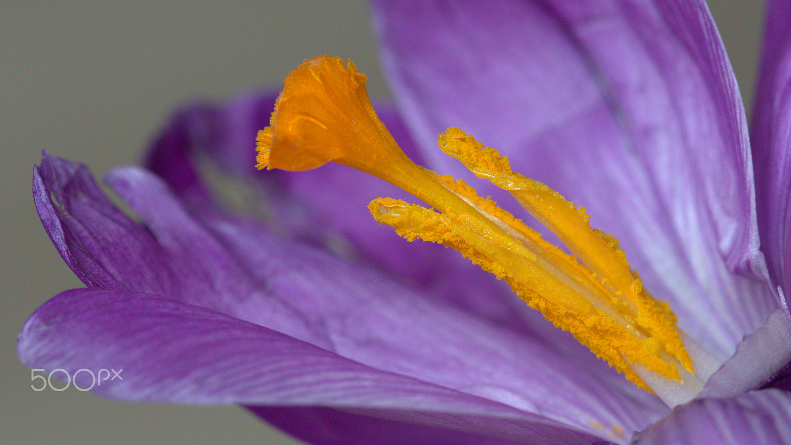 Canon EOS 60D + Canon EF 100mm F2.8 Macro USM sample photo. Crocus photography