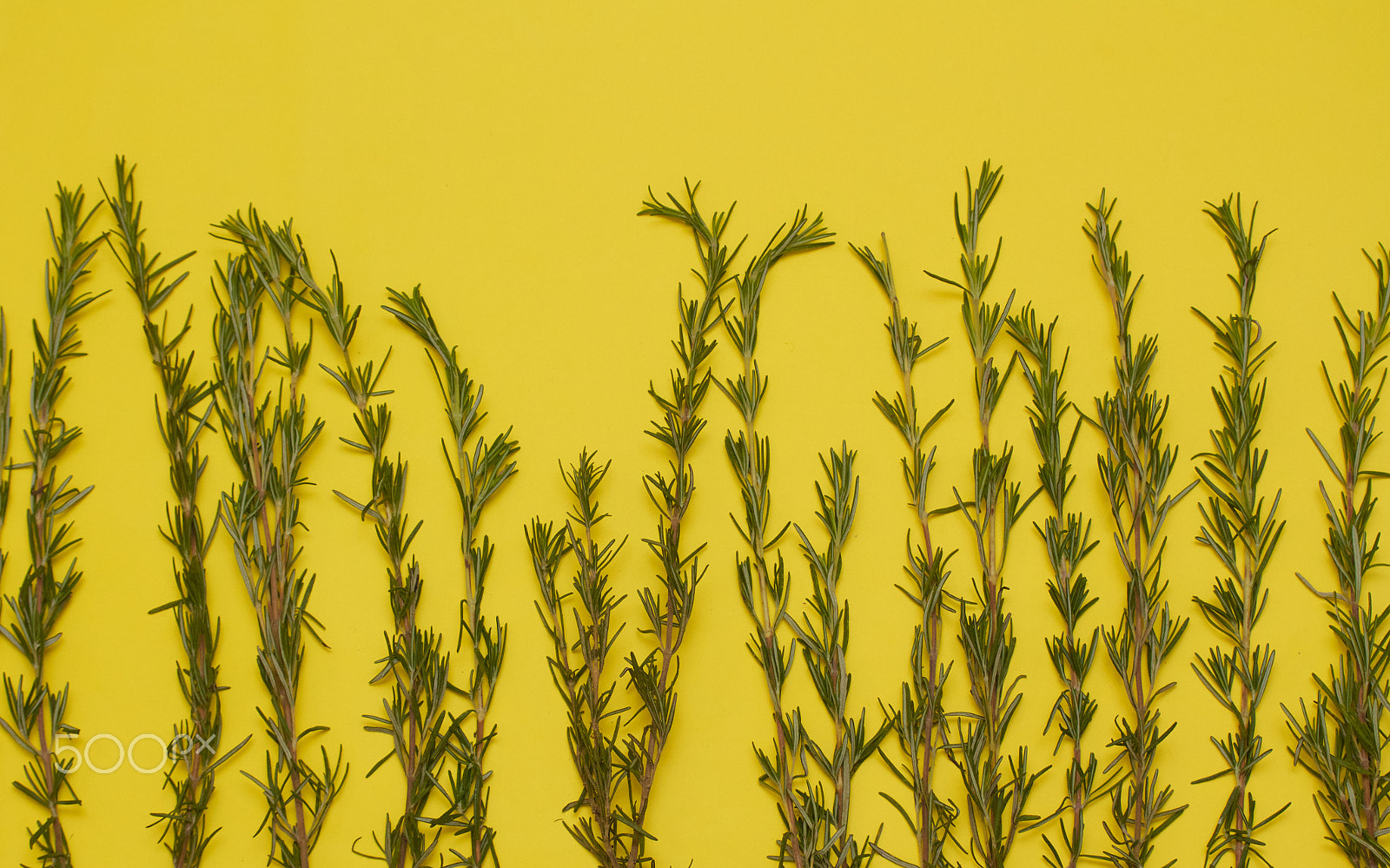 Canon EF-S 60mm F2.8 Macro USM sample photo. Rosemary field photography