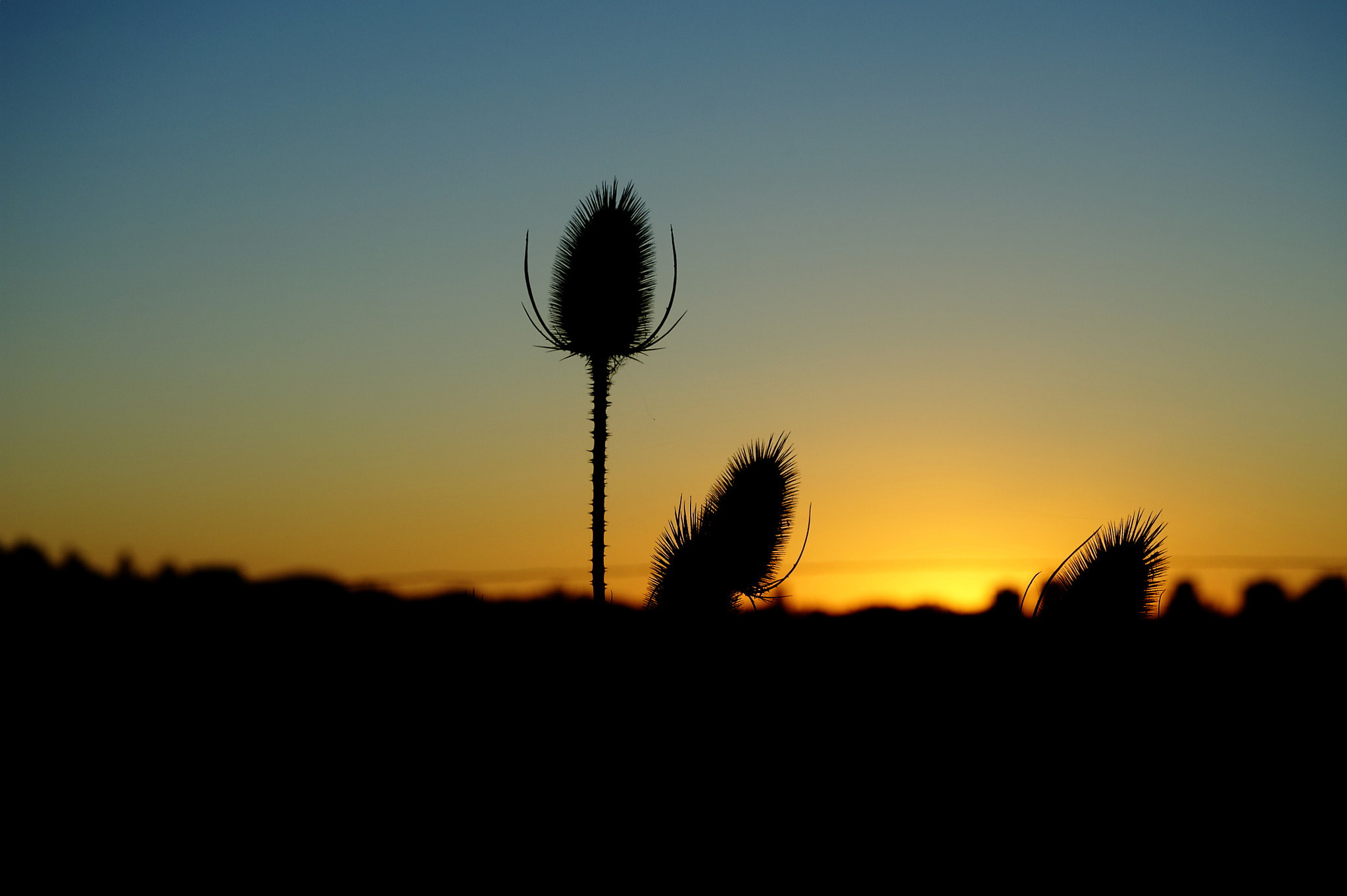 Nikon D5000 sample photo. Thistle photography
