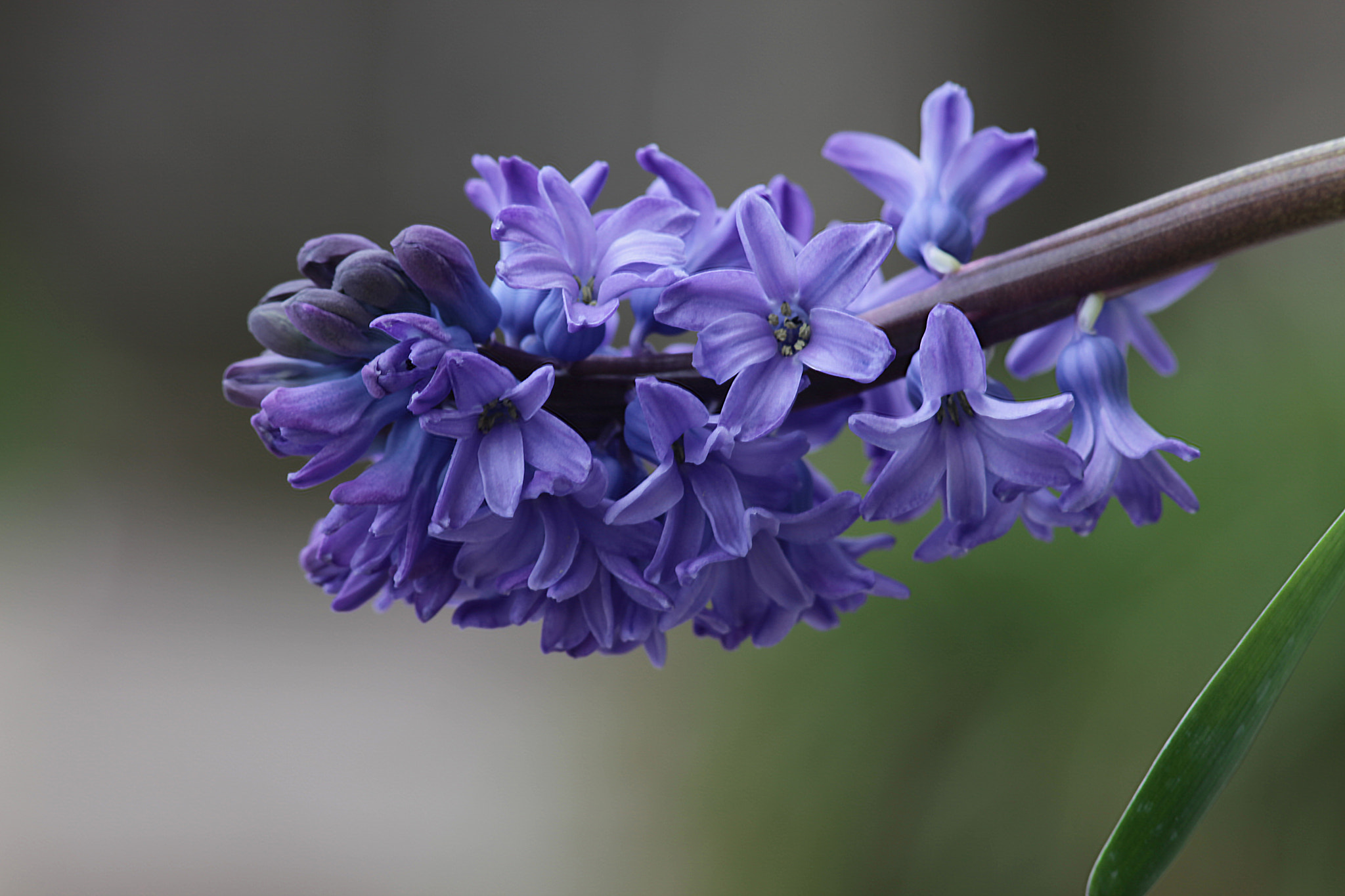 Canon EF 300mm F4L IS USM sample photo. Sputum  (spica) photography