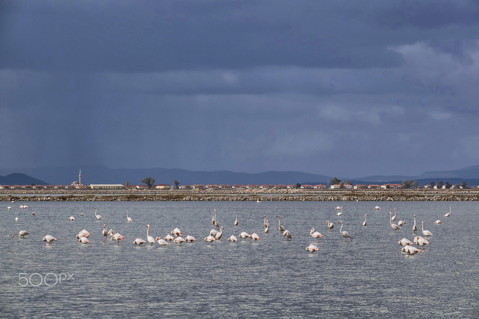 Fujifilm X-T1 + Fujifilm XF 50-140mm F2.8 R LM OIS WR sample photo. Izmir bird sanctuary(dscf9707-1.jpg) photography