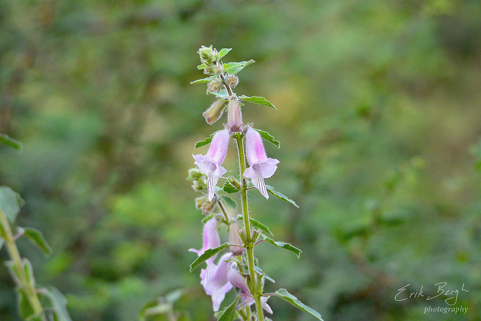 Sigma 150-500mm F5-6.3 DG OS HSM sample photo. Wildflower photography
