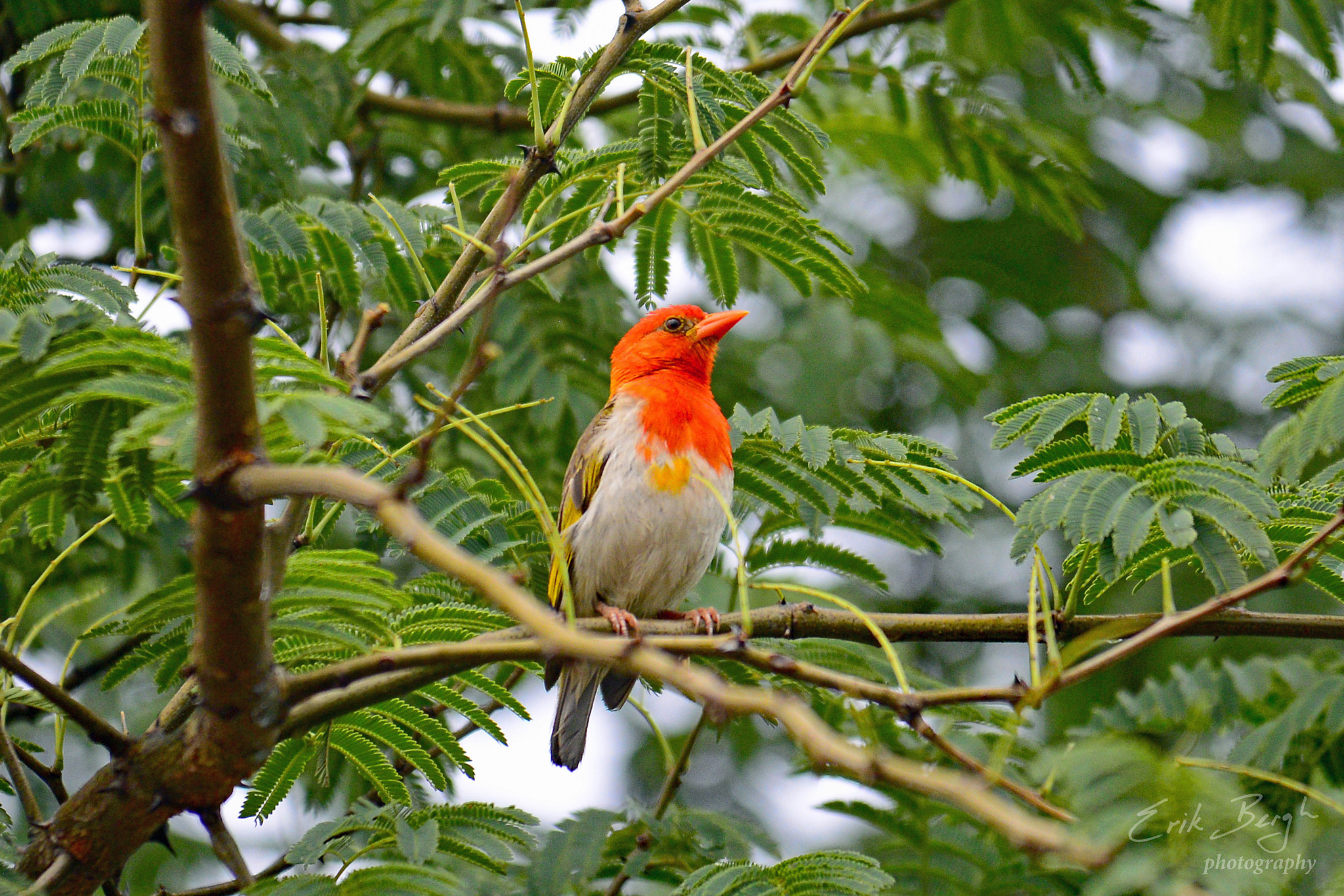 Sigma 150-500mm F5-6.3 DG OS HSM sample photo. Red-headed weaver photography