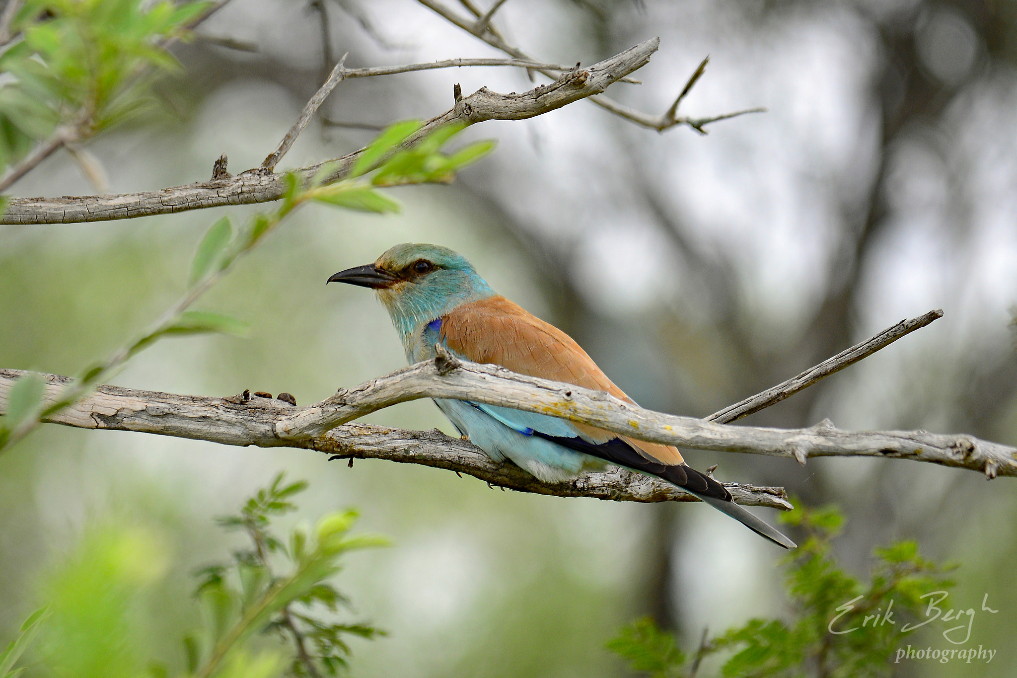 Nikon D610 + Sigma 150-500mm F5-6.3 DG OS HSM sample photo. European roller photography