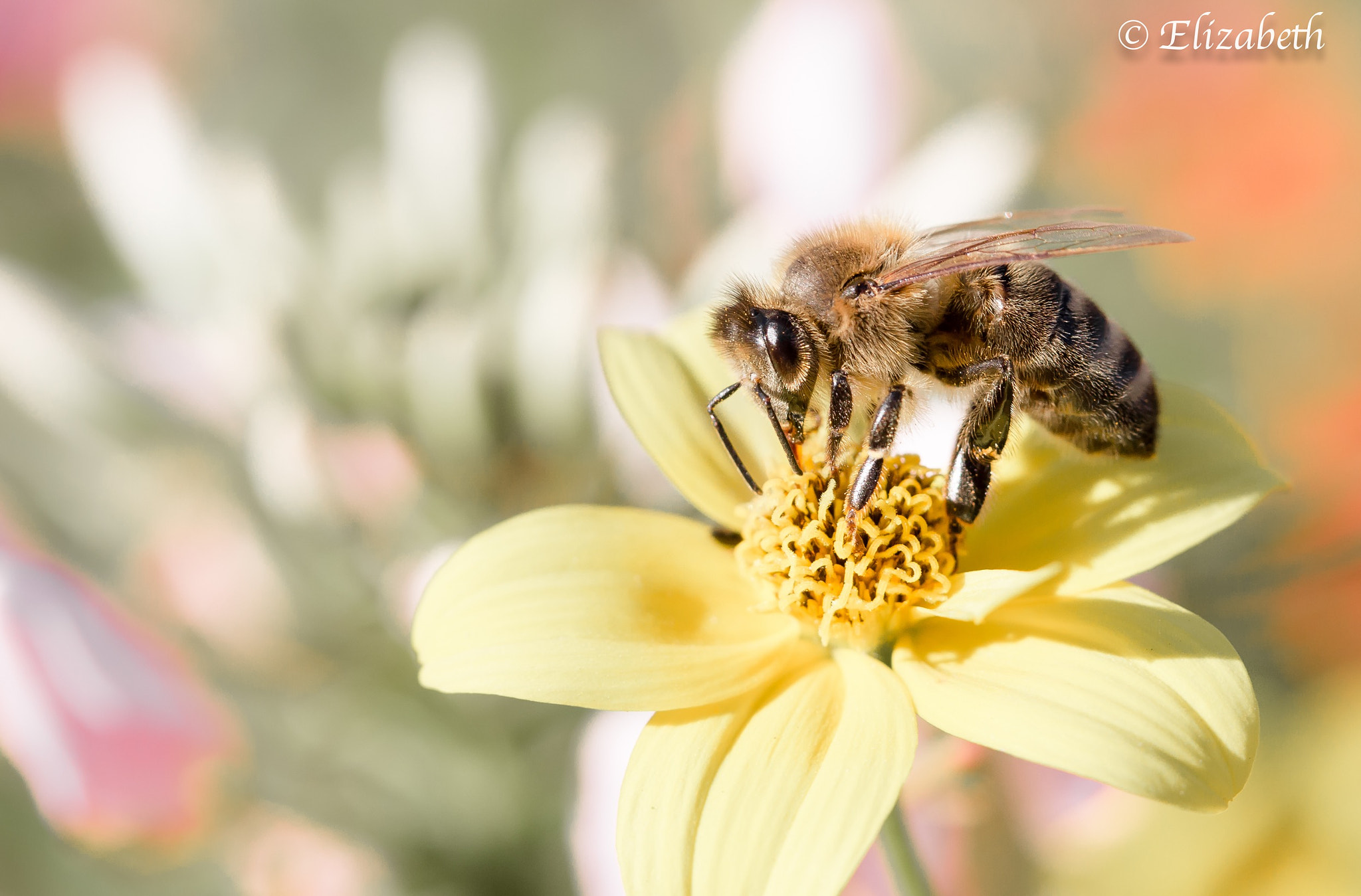 Canon EF-S 60mm F2.8 Macro USM sample photo. Spring is coming  photography