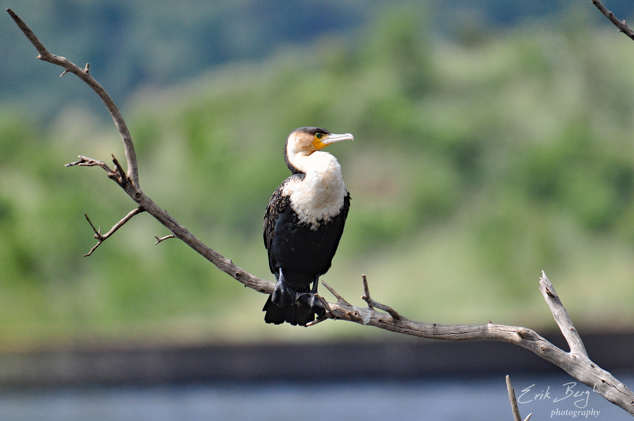 Sigma 150-500mm F5-6.3 DG OS HSM sample photo. White-brested cormorant photography
