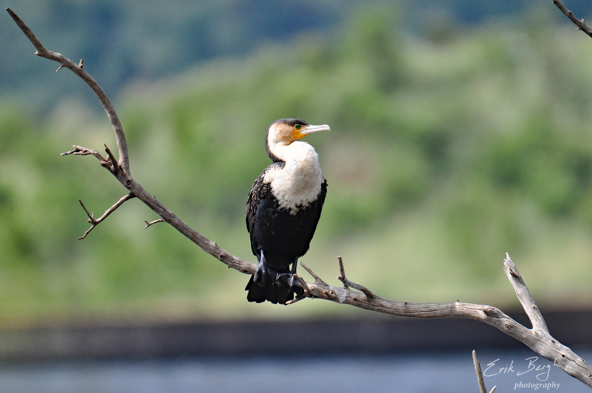 Nikon D5000 + Sigma 150-500mm F5-6.3 DG OS HSM sample photo. White-brested cormorant photography