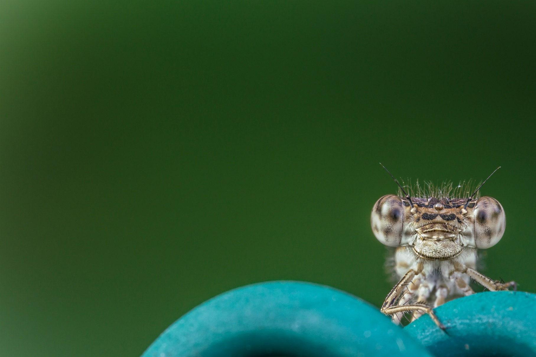 Tamron SP AF 180mm F3.5 Di LD (IF) Macro sample photo. In piscina photography