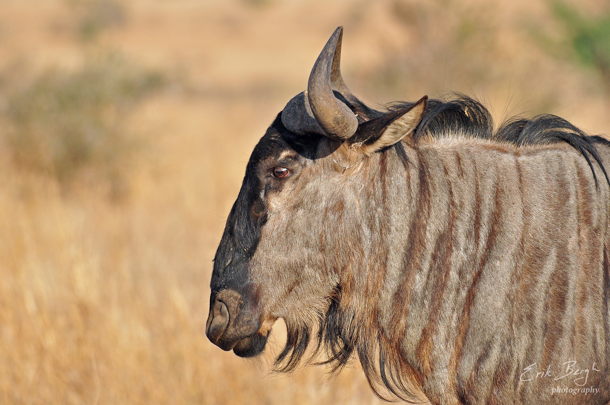 Nikon D5000 + Sigma 150-500mm F5-6.3 DG OS HSM sample photo. Wildebeest photography