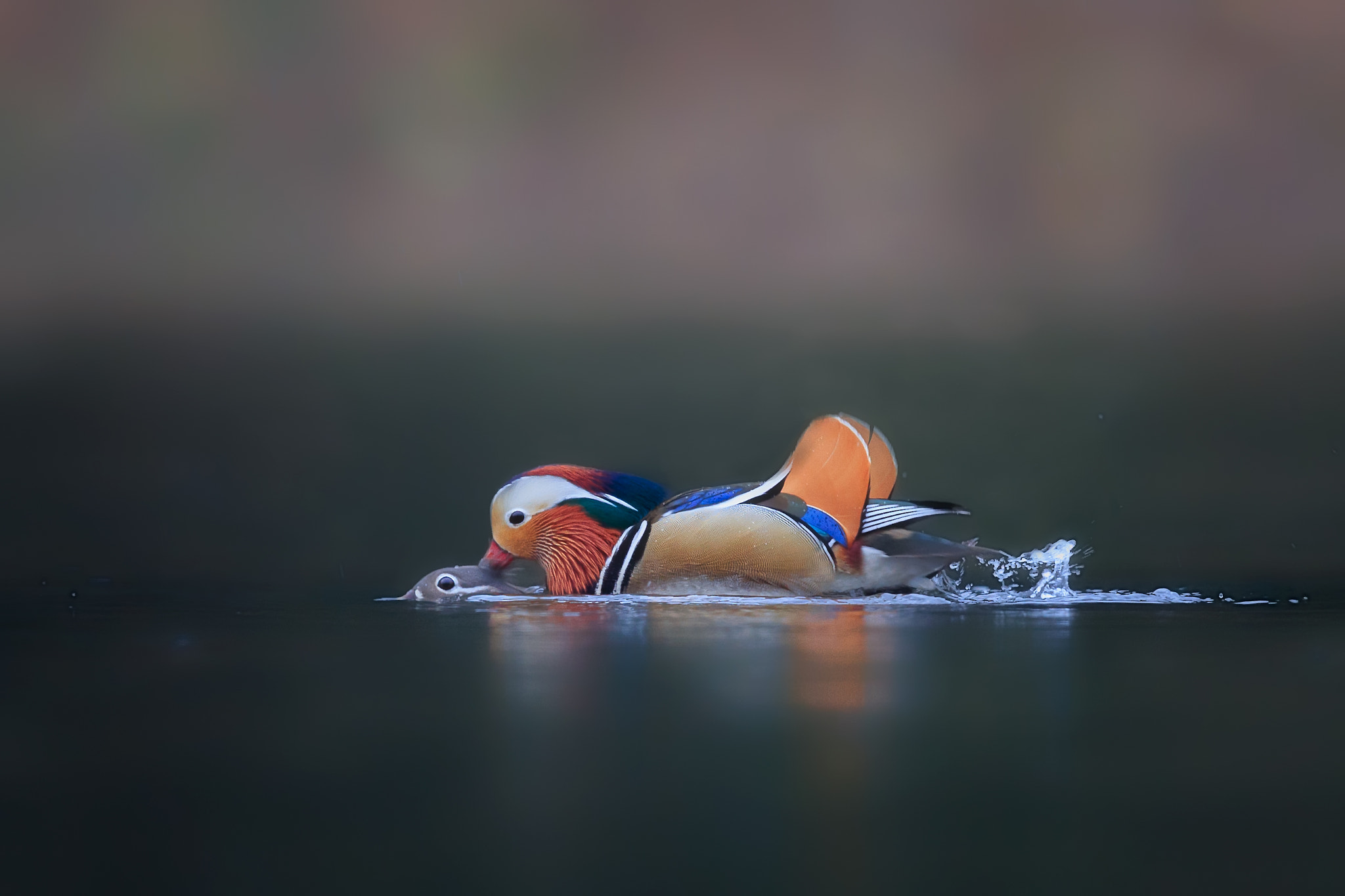 Canon EF 600mm F4L IS II USM sample photo