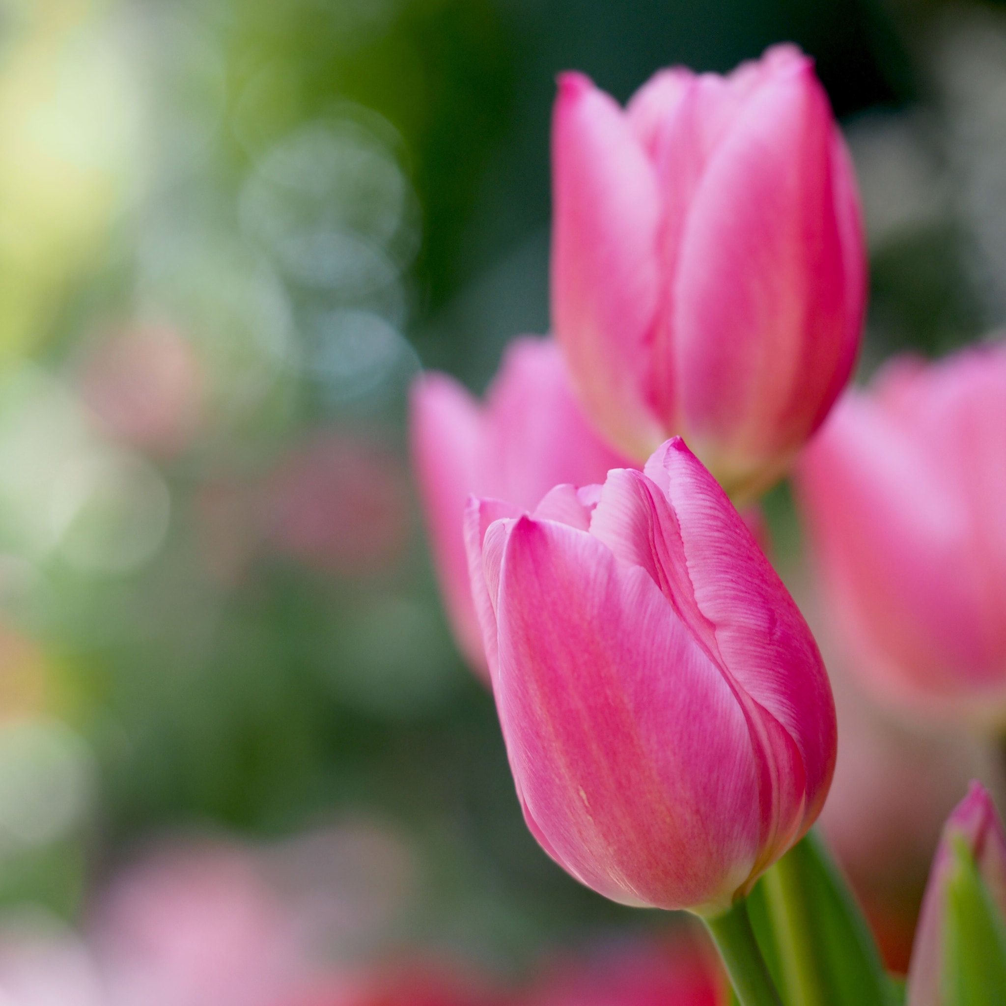 Olympus OM-D E-M5 sample photo. Pink tulip photography
