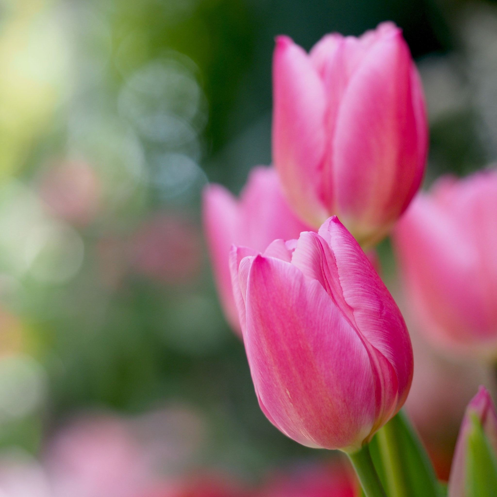 Olympus M.Zuiko Digital ED 60mm F2.8 Macro sample photo. Pink tulip photography