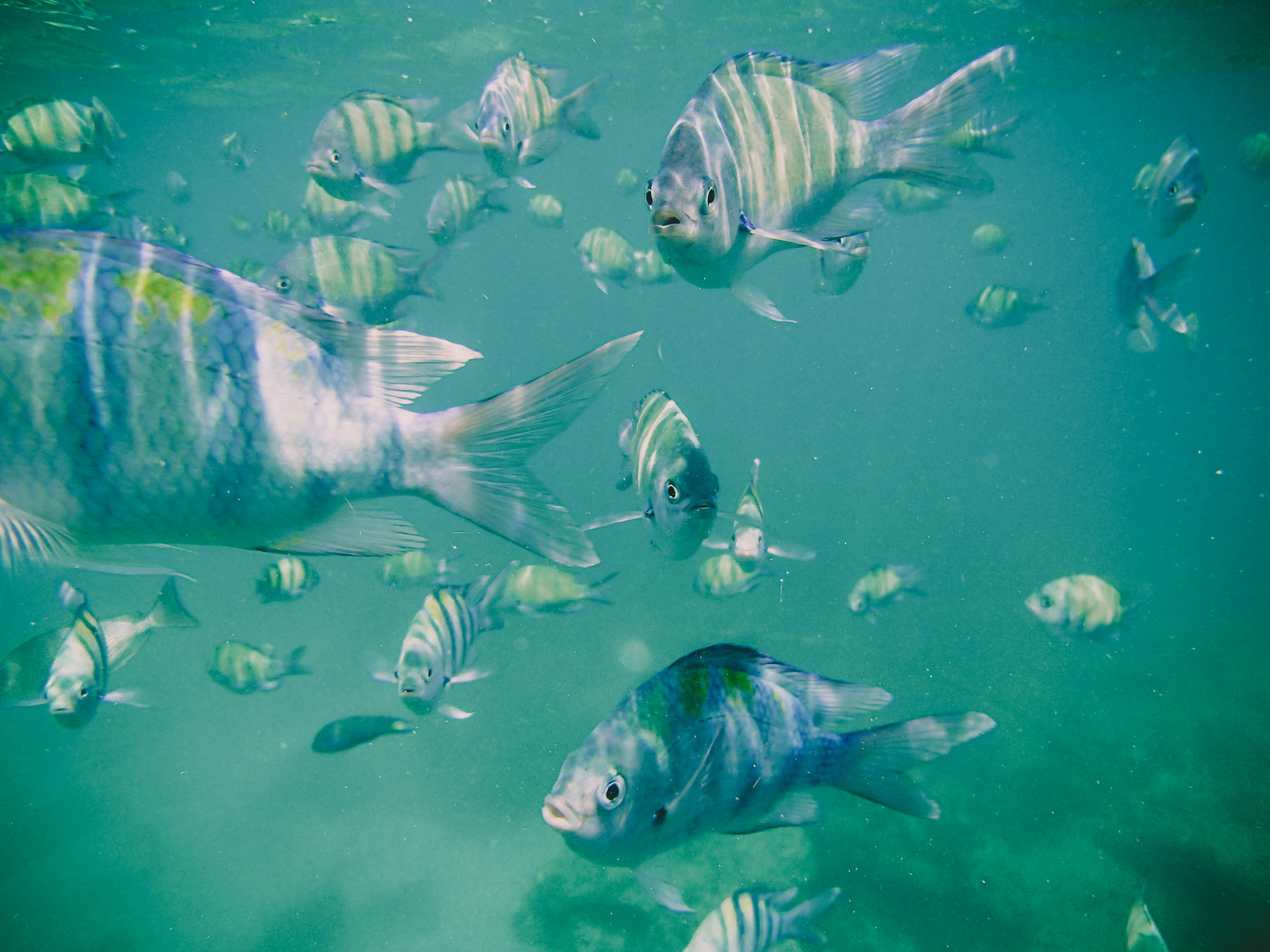 Olympus TG-620 sample photo. Snorkeling @ koh phi phi in thailand photography