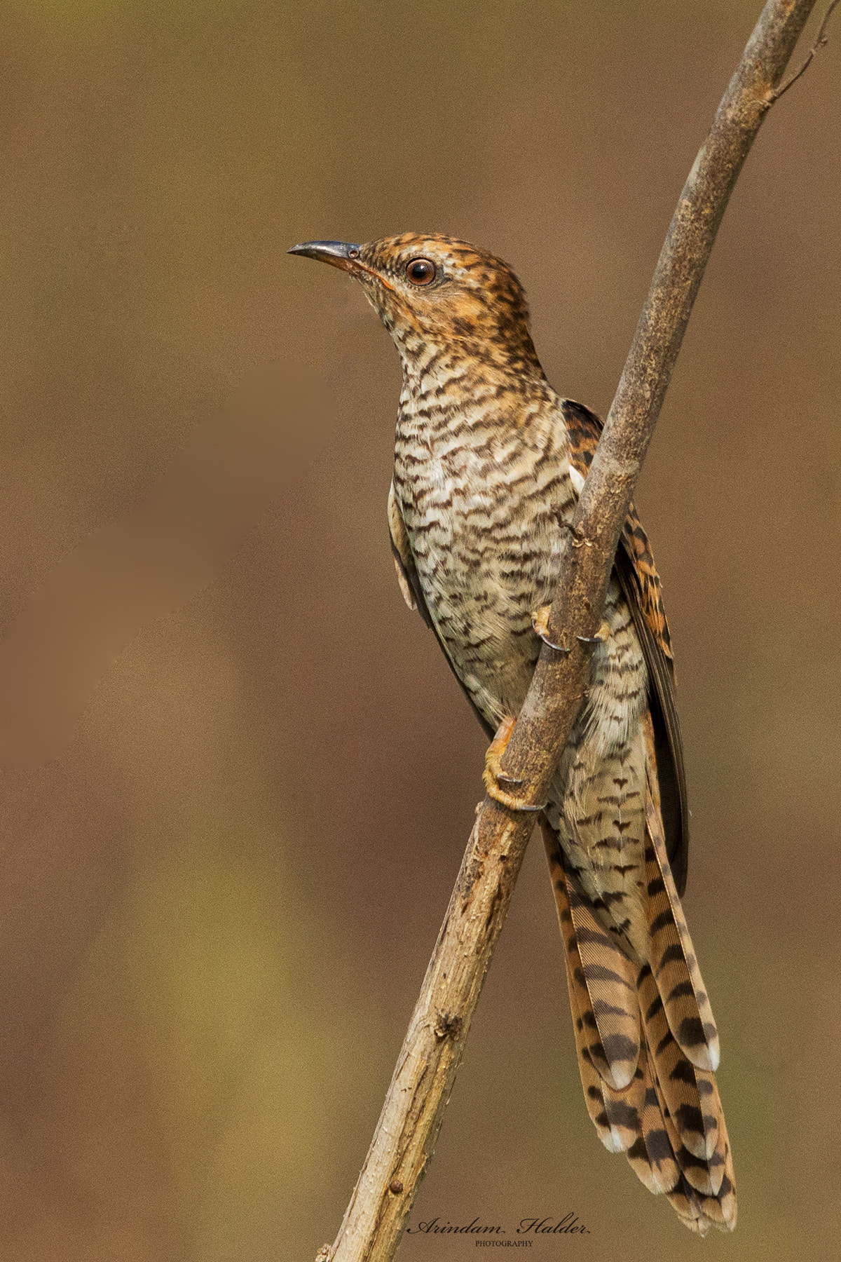Sigma 150-500mm F5-6.3 DG OS HSM sample photo. Plaintive cuckoo. photography