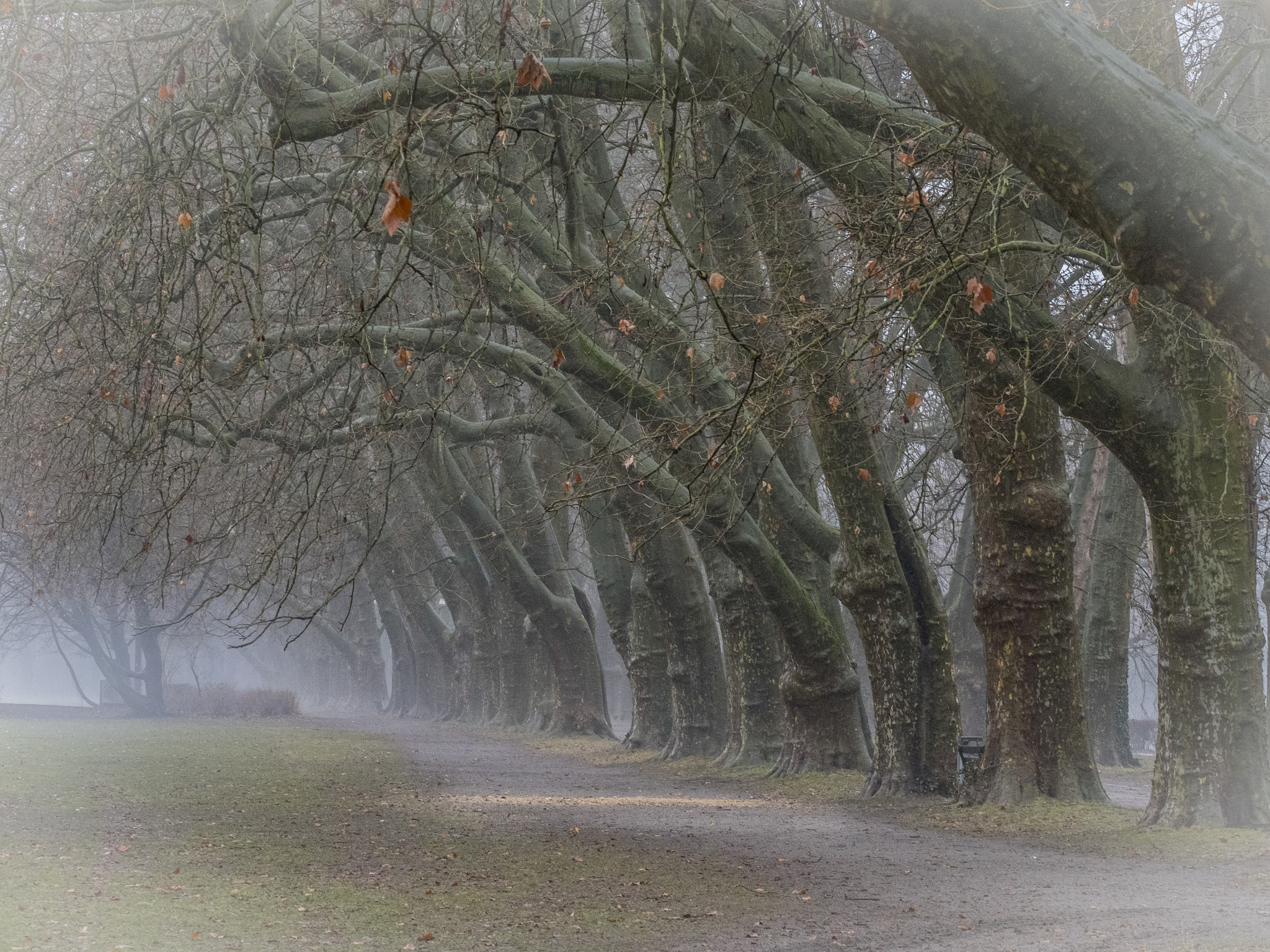 Olympus OM-D E-M5 II + Olympus M.Zuiko Digital ED 40-150mm F2.8 Pro sample photo. Trees by riverside photography