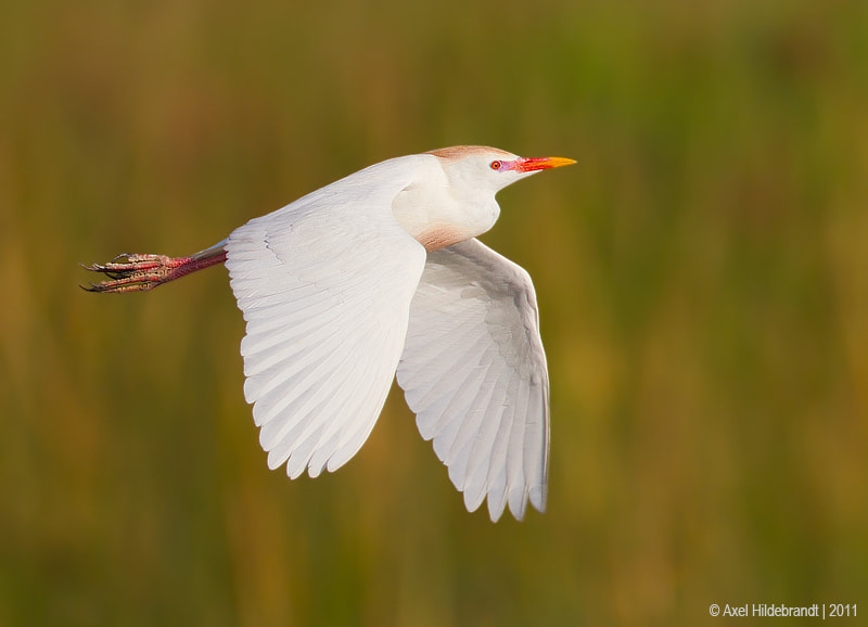 Canon EF 500mm F4L IS USM sample photo. Cattle egret photography