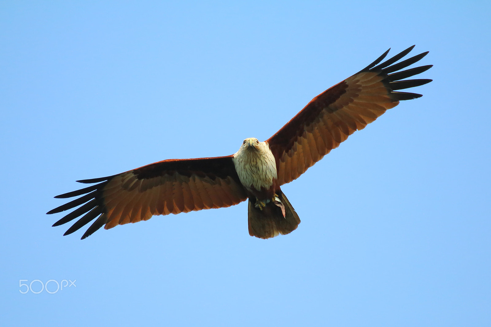 Canon EOS 70D + Tamron SP 35mm F1.8 Di VC USD sample photo. Brahminy kite photography