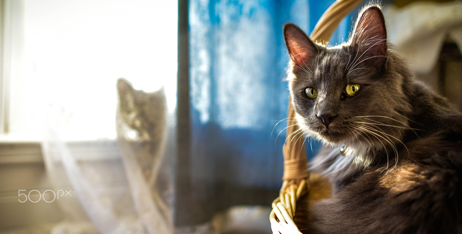 Nikon D750 sample photo. Who's the girl behind the curtain? photography