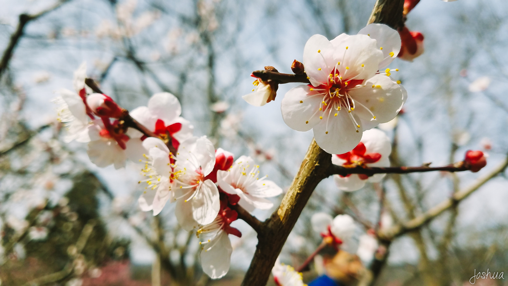 Samsung Galaxy S7 Edge + Samsung Galaxy S7 Edge Rear Camera sample photo. The plum blossom photography