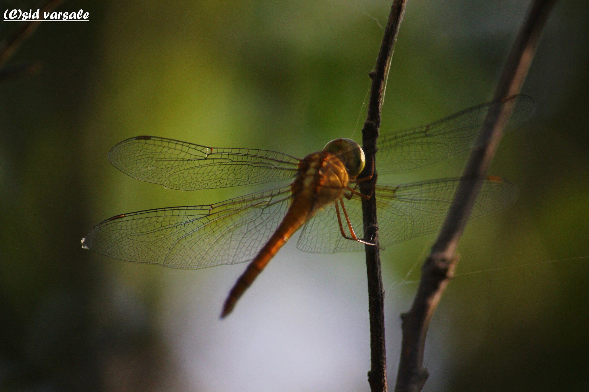 Canon EF-S 55-250mm F4-5.6 IS sample photo. Dragonfly  photography