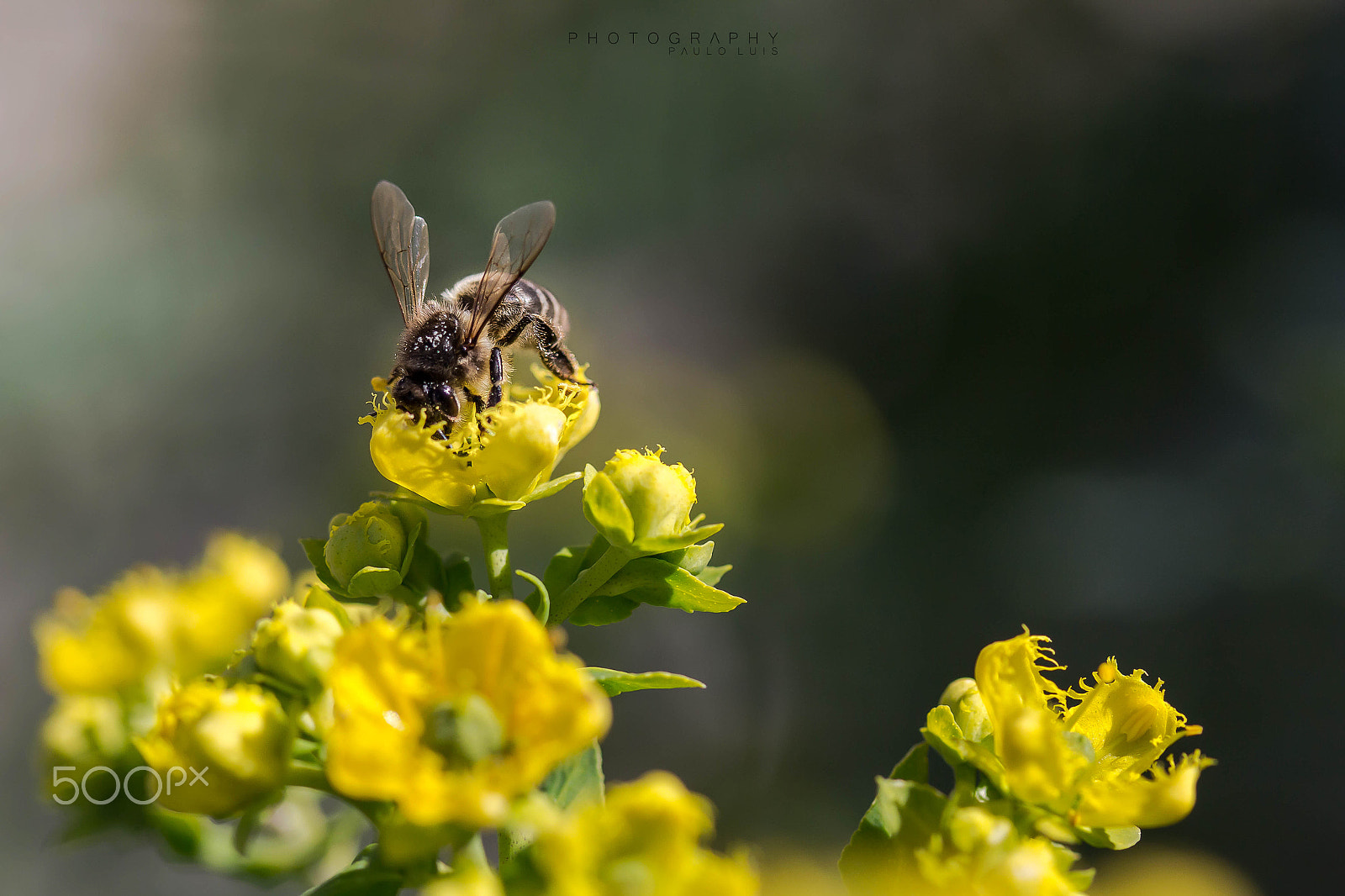 Canon EF 100mm F2.8 Macro USM sample photo. Bee photography