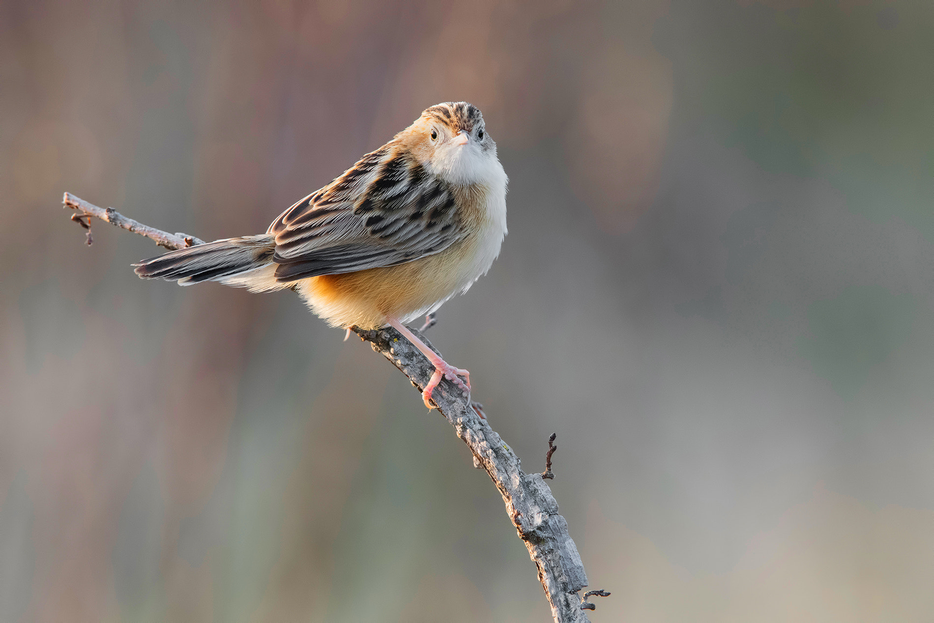 Nikon D810 sample photo. Zitting cisticola- beccamoschino photography