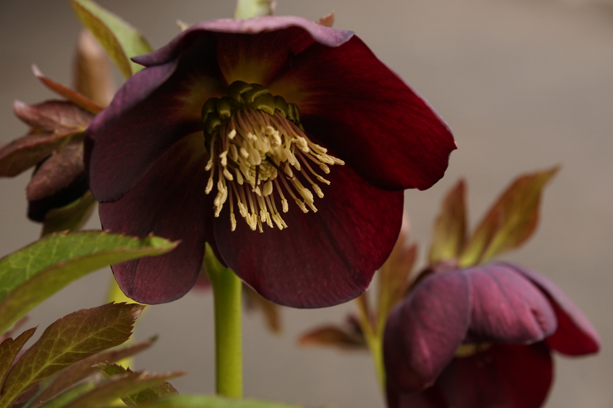 Sony ILCA-77M2 sample photo. Christmas rose photography