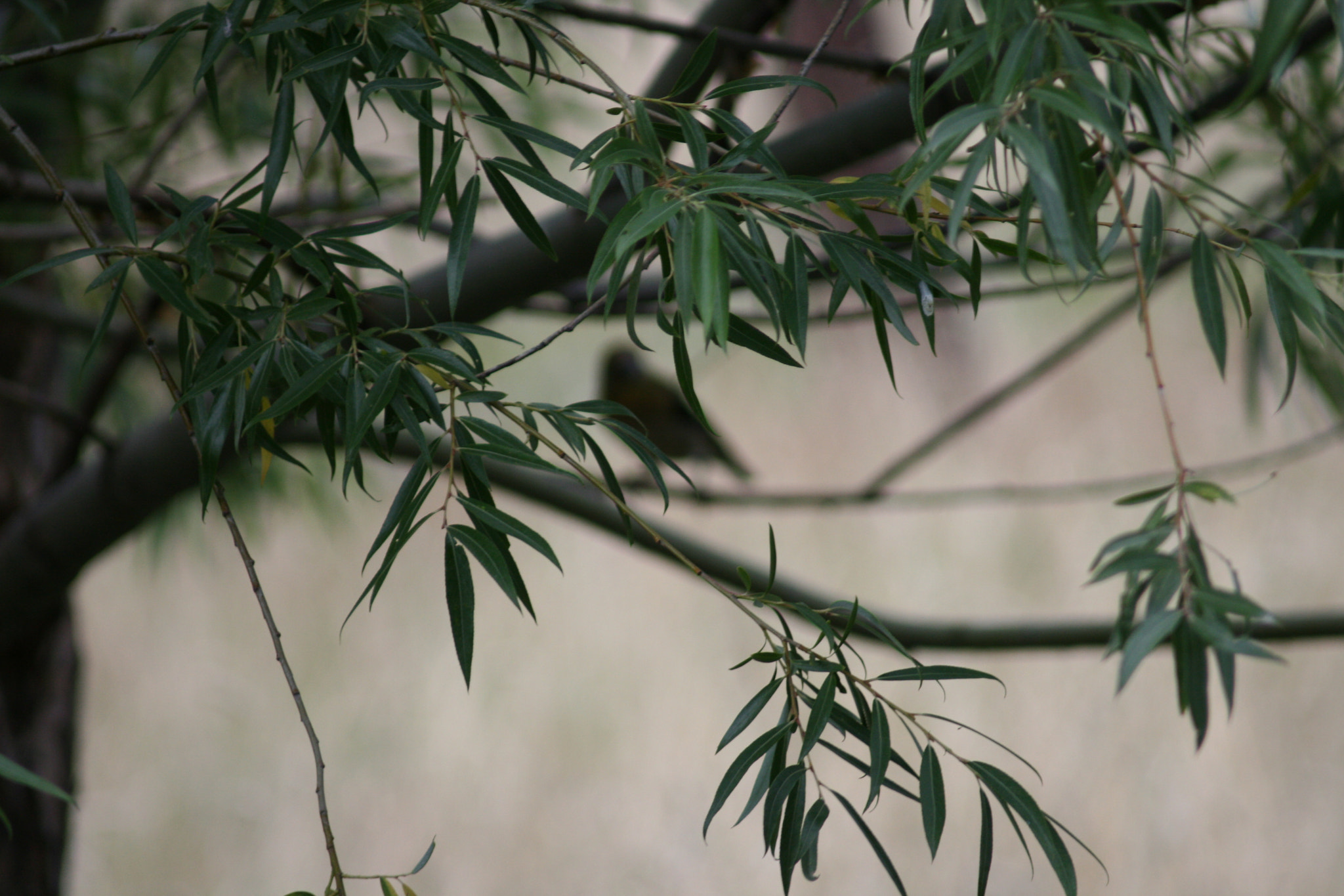 Canon EF 80-200mm F4.5-5.6 II sample photo. Silhouette of one ( 1-3 ) photography