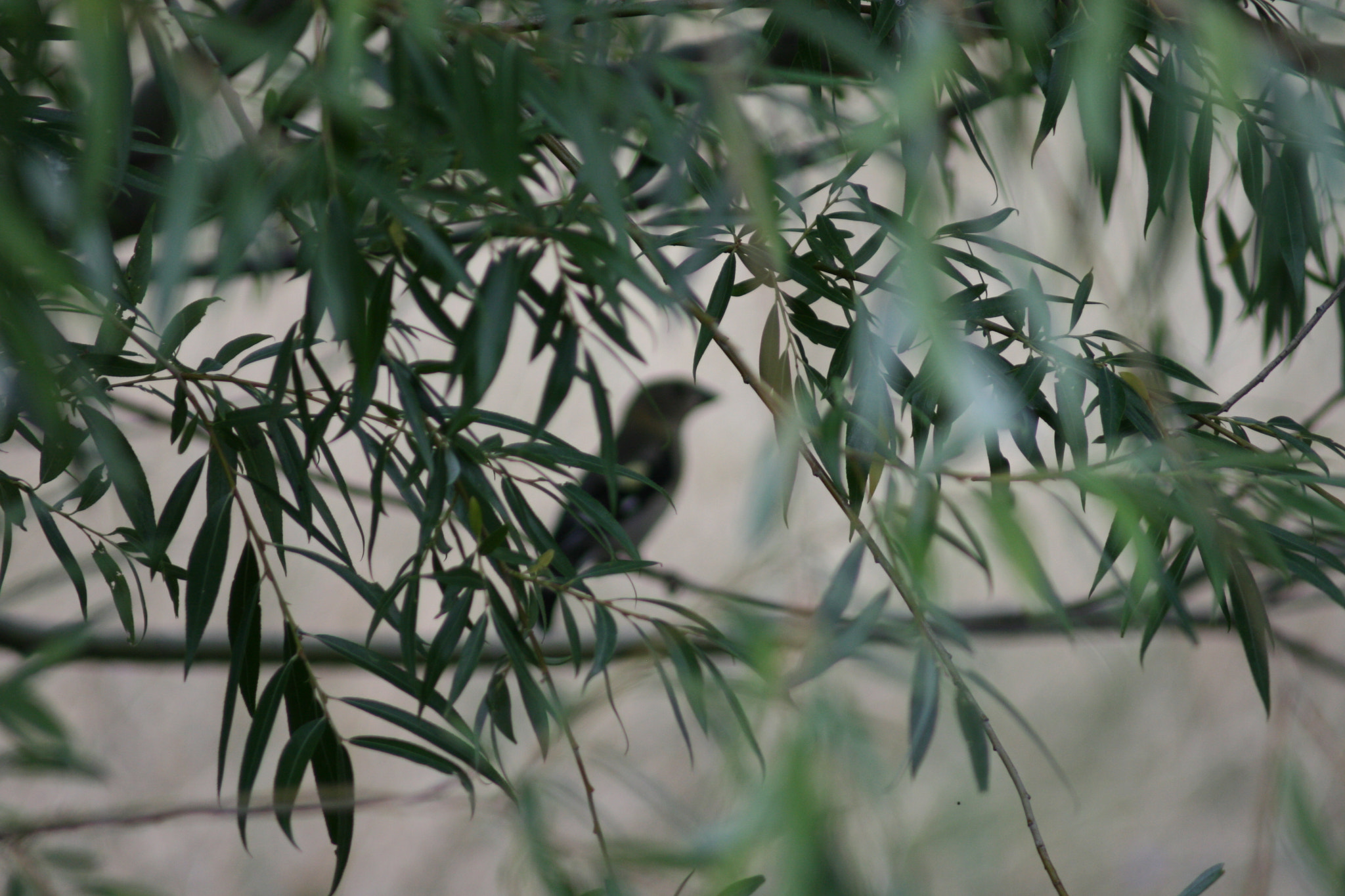 Canon EF 80-200mm F4.5-5.6 II sample photo. Silhouette of one ( 2-3 ) photography