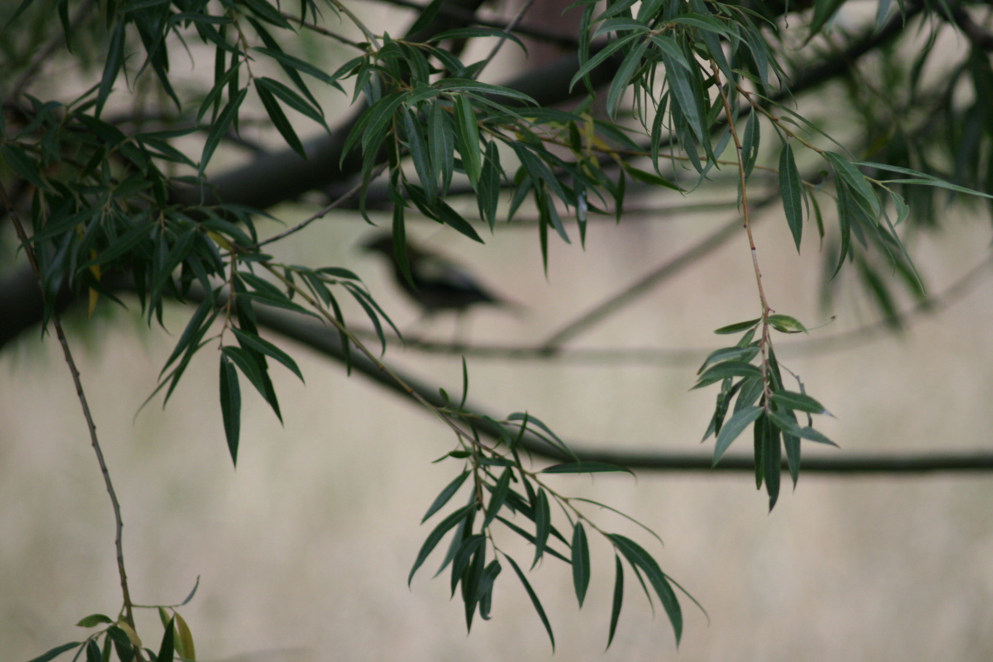 Canon EF 80-200mm F4.5-5.6 II sample photo. Silhouette of one ( 3-3 ) photography