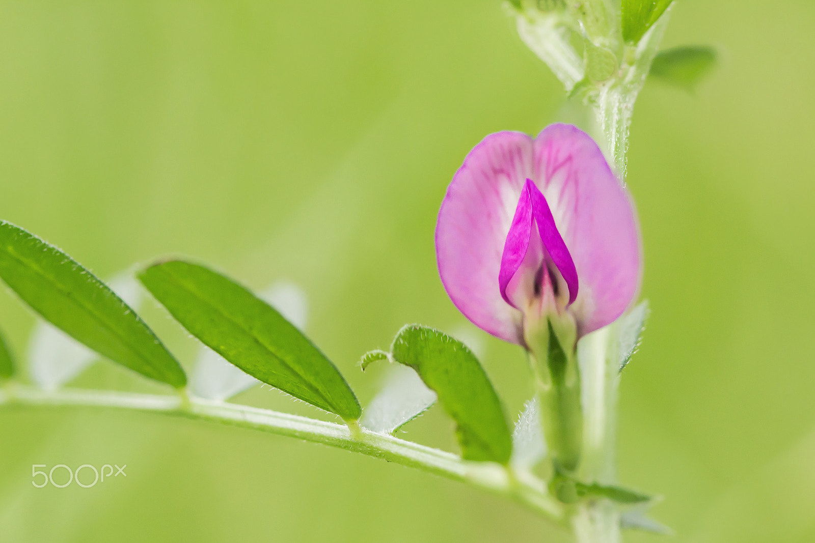 Canon EF 100mm F2.8 Macro USM sample photo. Silvestre photography