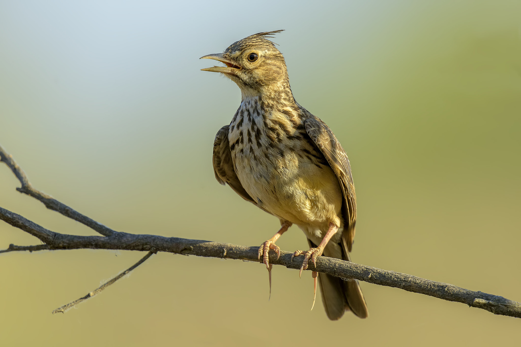 Nikon D810 + Nikon AF-S Nikkor 500mm F4G ED VR sample photo. Crested lark - sunset photography