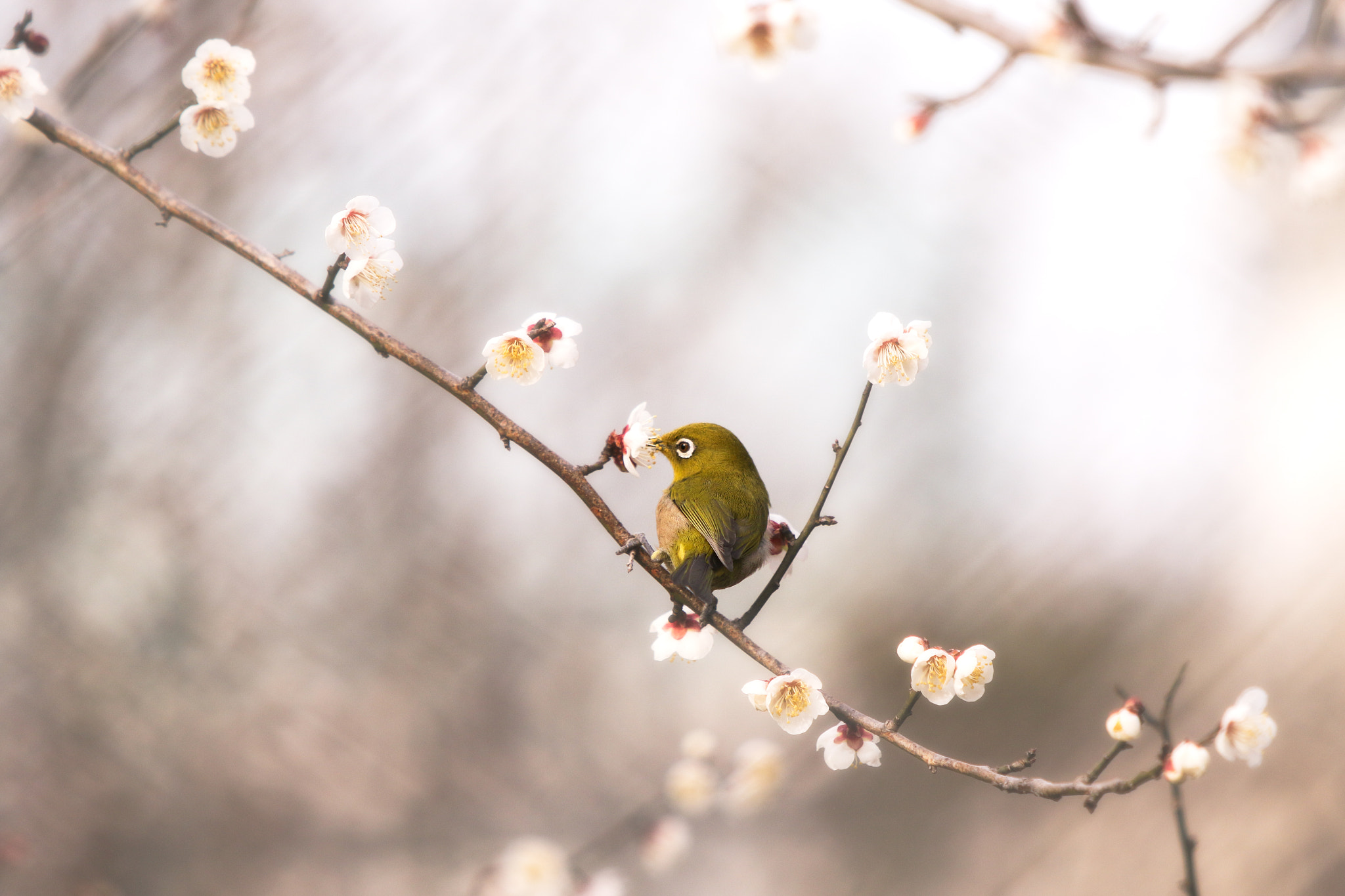 Canon EF 70-200mm F2.8L IS USM sample photo. Japanese white-eye photography