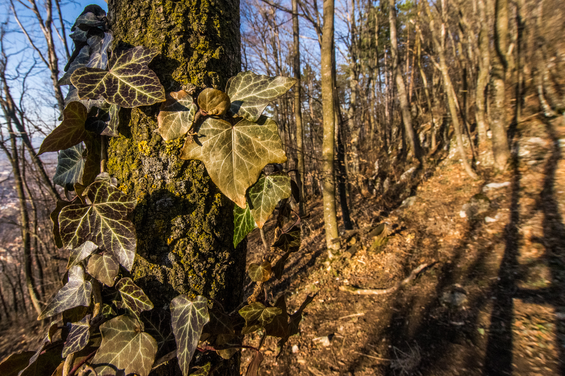 Nikon D5300 + Sigma 10-20mm F3.5 EX DC HSM sample photo. Forest photography