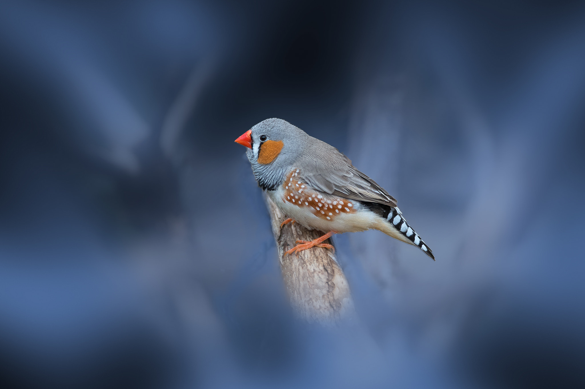 AF Zoom-Nikkor 28-105mm f/3.5-4.5D IF sample photo. This little bird photography