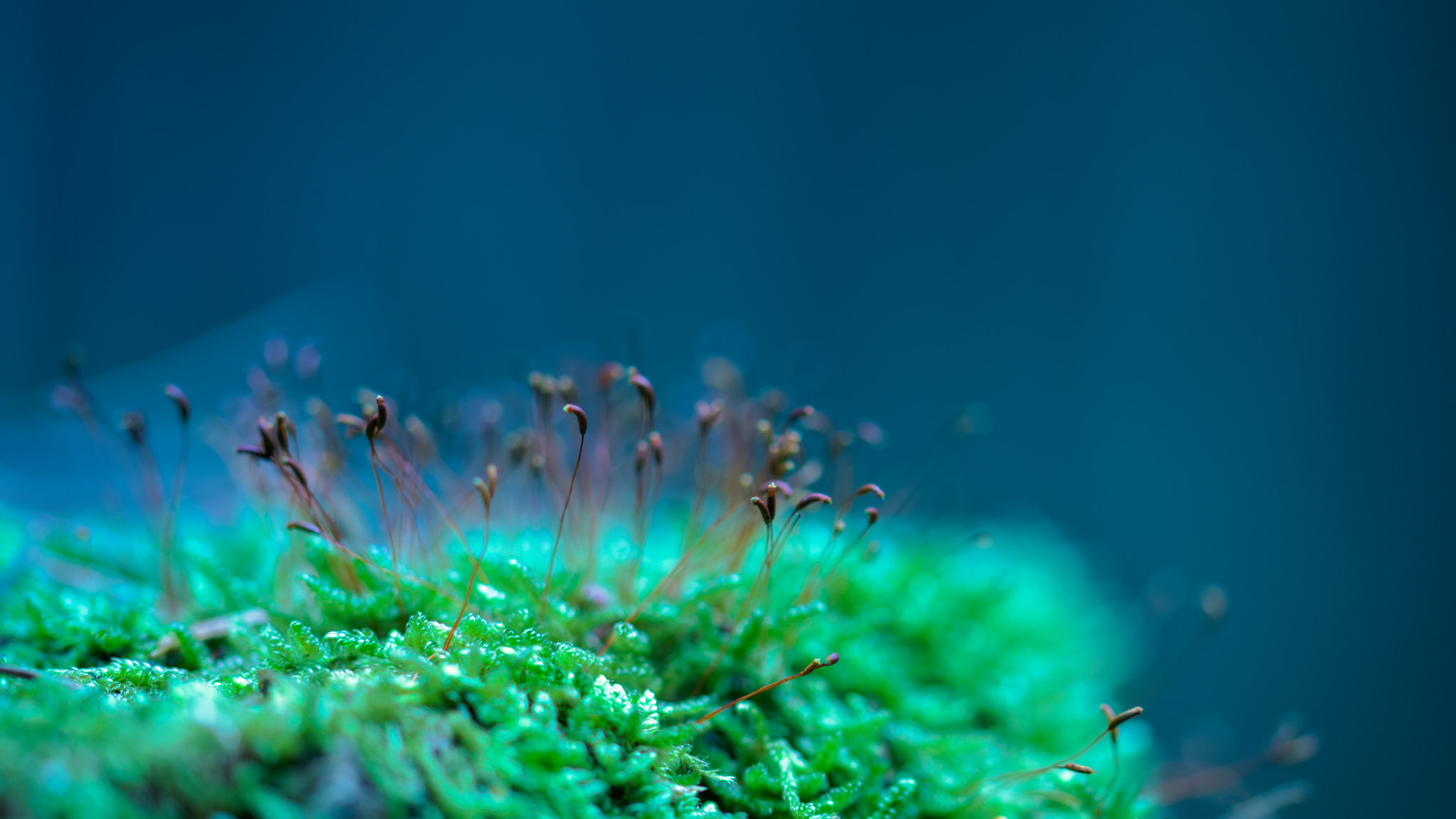 Sigma 105mm F2.8 EX DG OS HSM sample photo. The shore photography