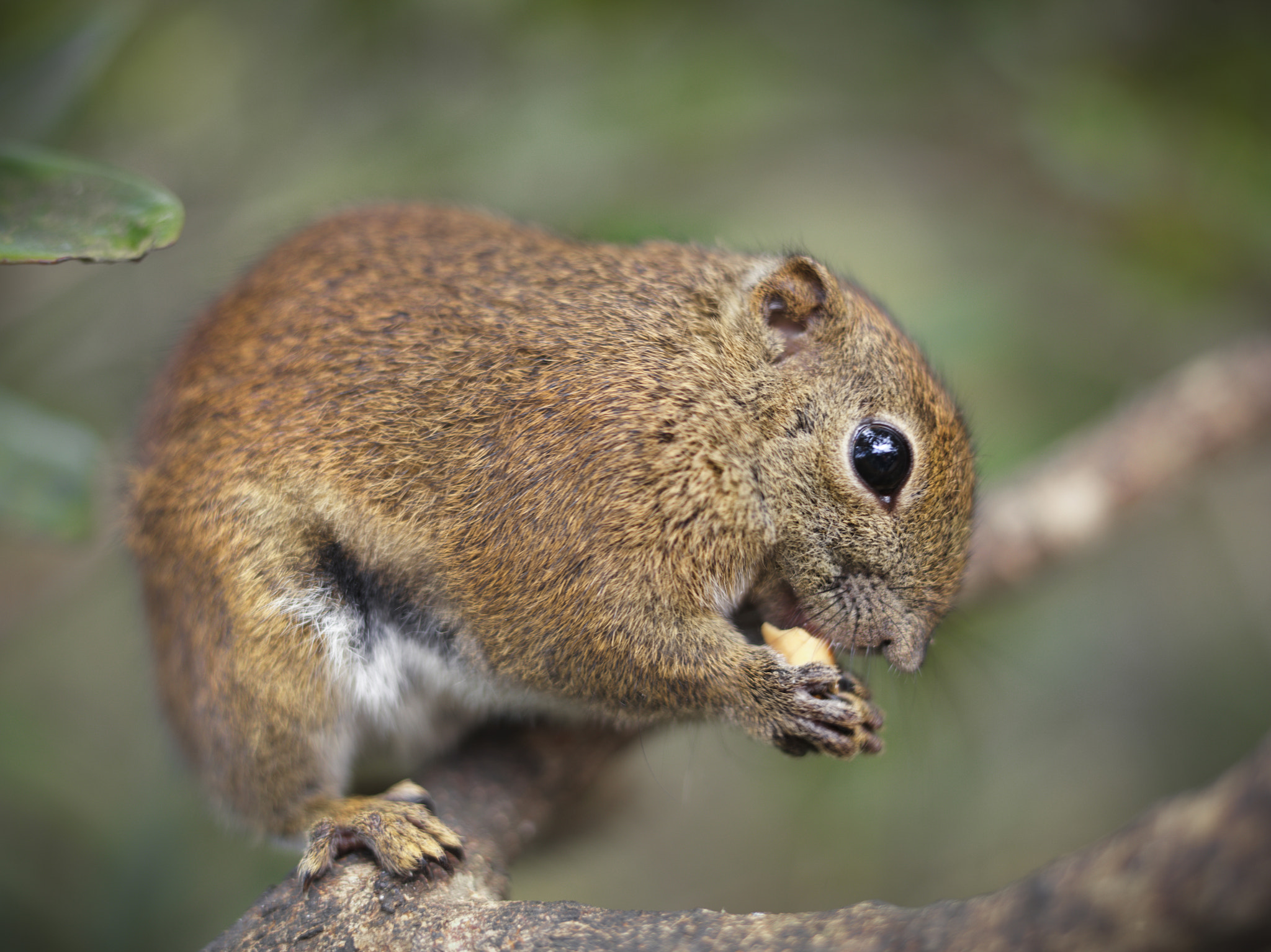 HC 80 sample photo. Squirrel. borneo. malaysia. photography