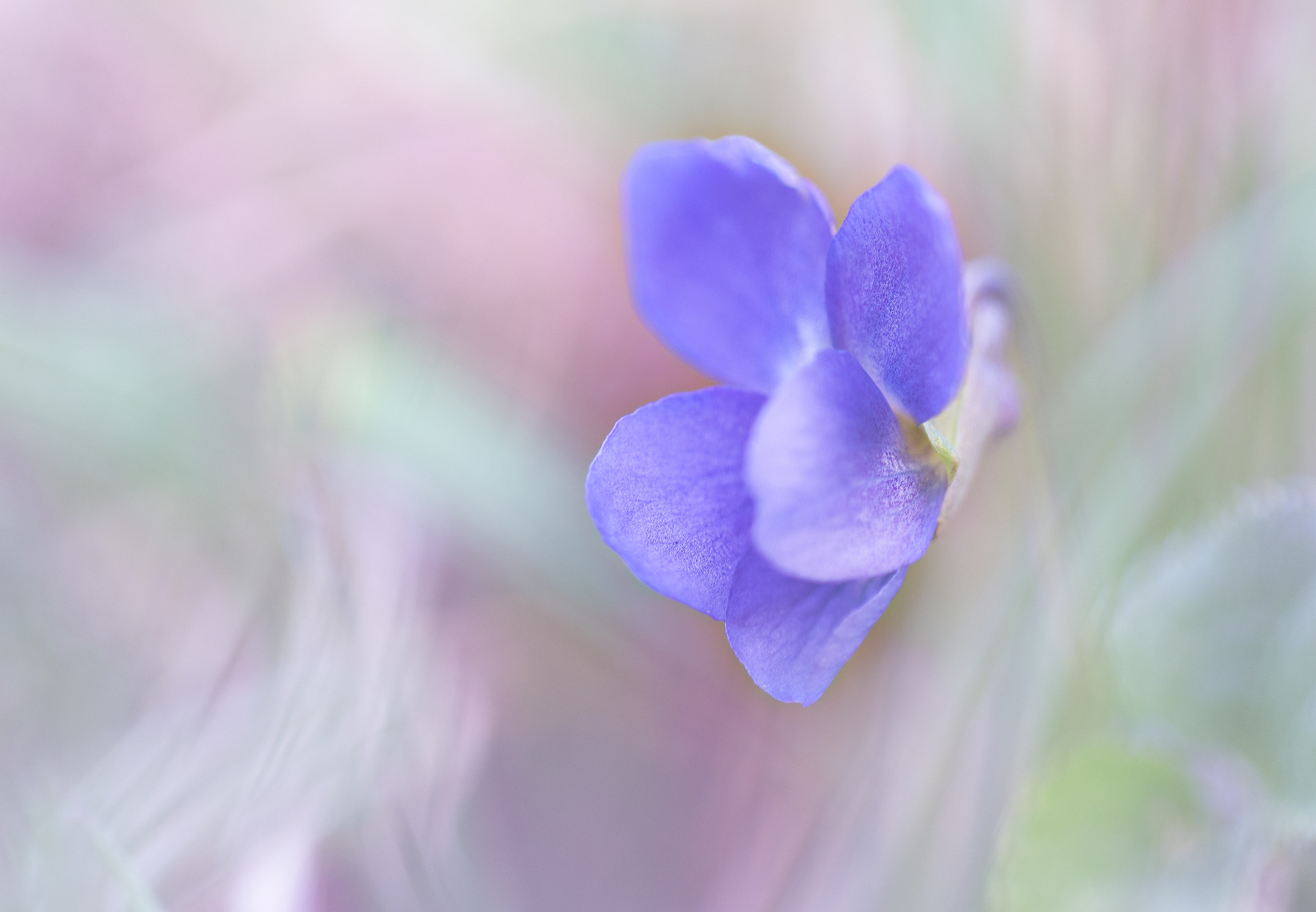 Sigma 150mm F2.8 EX DG OS Macro HSM sample photo. Veilchen photography
